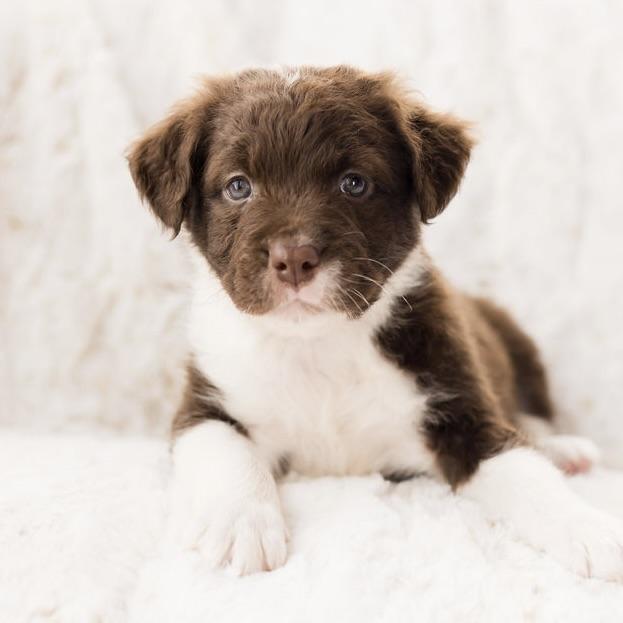 Saturn, ADOPTABLE, Puppy Male Terrier.
