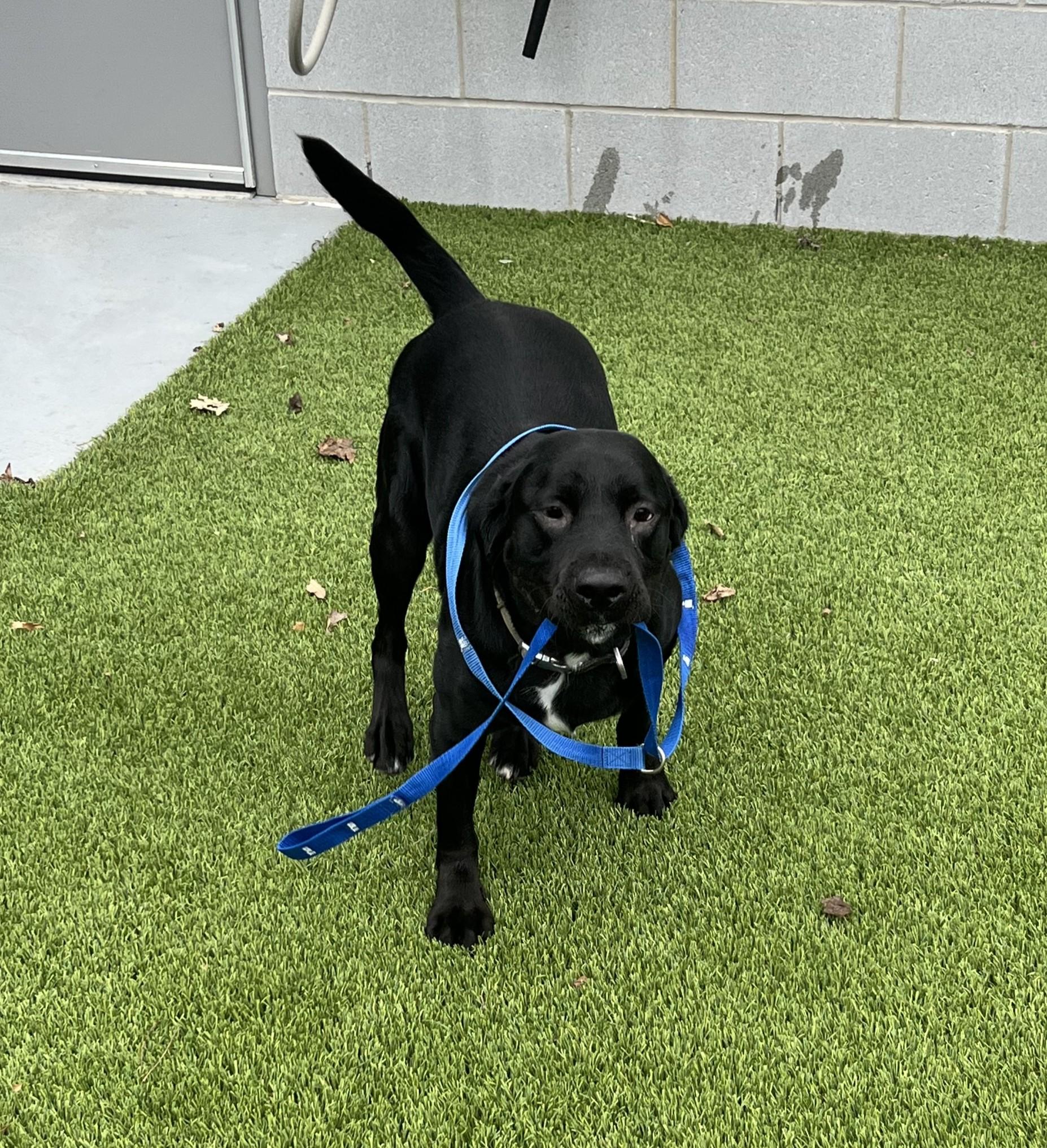 Enlarge March- Long Timer Special- Sponsored Adoption!, an adoptable Black Labrador Retriever in Cedar Rapids, IA image 3/6