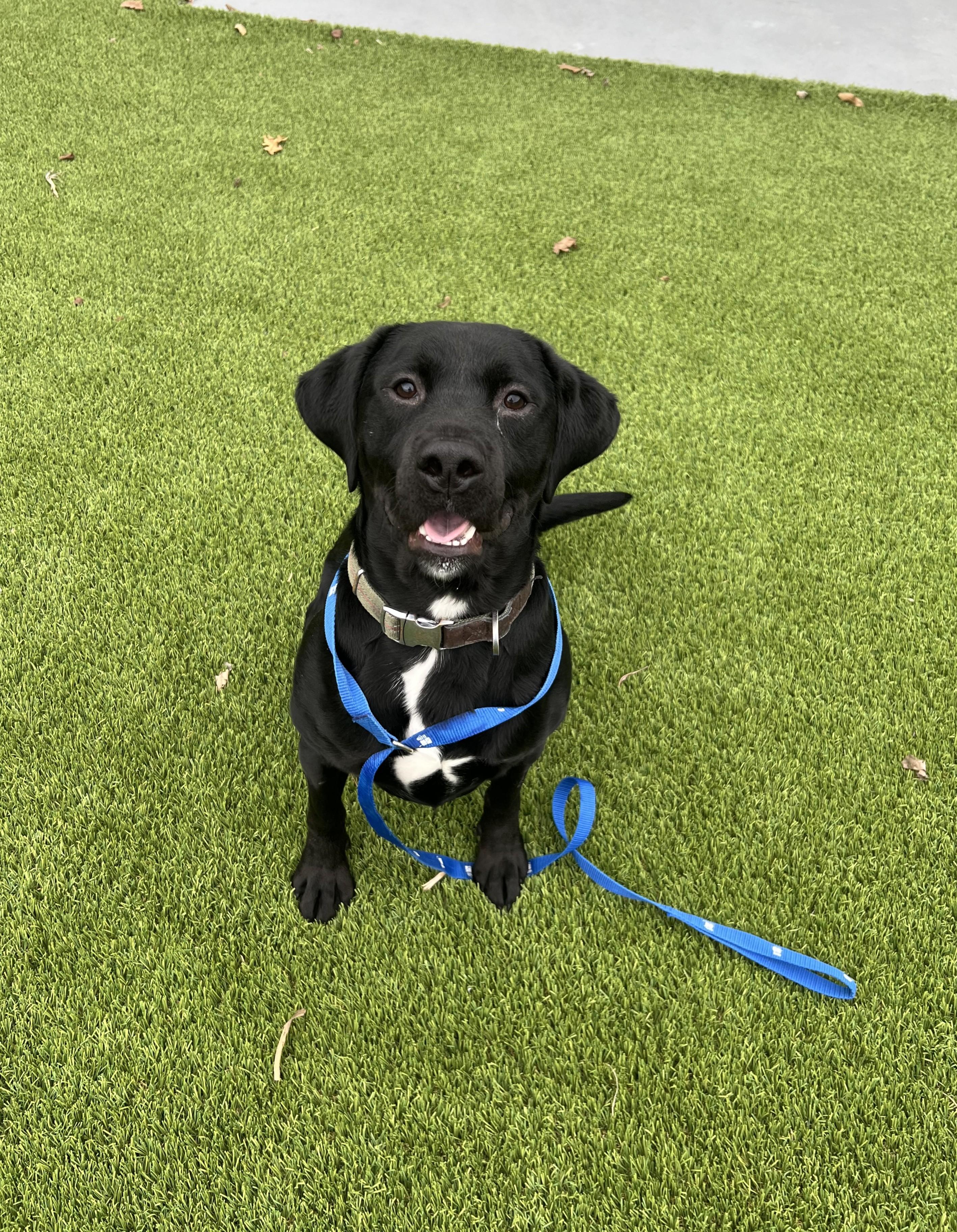 Enlarge March- Long Timer Special- Sponsored Adoption!, an adoptable Black Labrador Retriever in Cedar Rapids, IA image 2/6