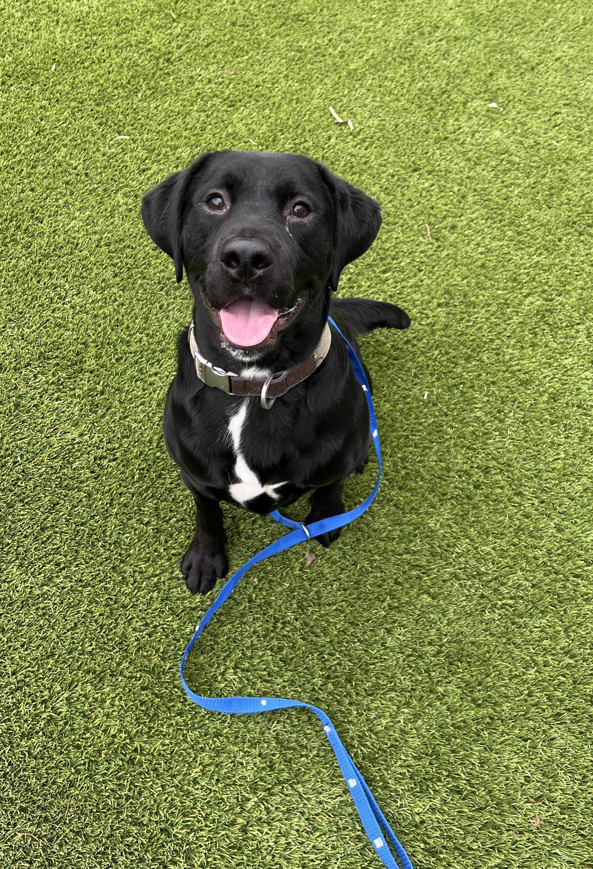 Enlarge March- Long Timer Special- Sponsored Adoption!, an adoptable Black Labrador Retriever in Cedar Rapids, IA image 1/6