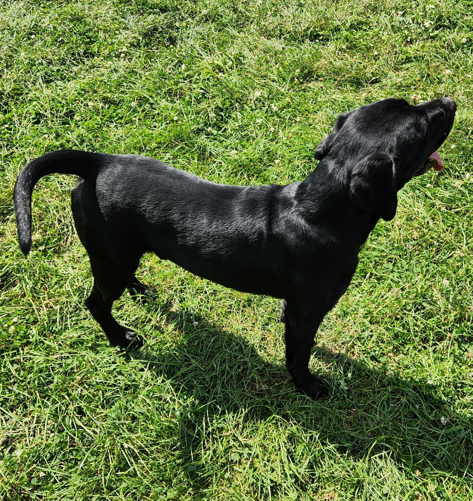 March, an adoptable Black Labrador Retriever in Cedar Rapids, IA image 5/5