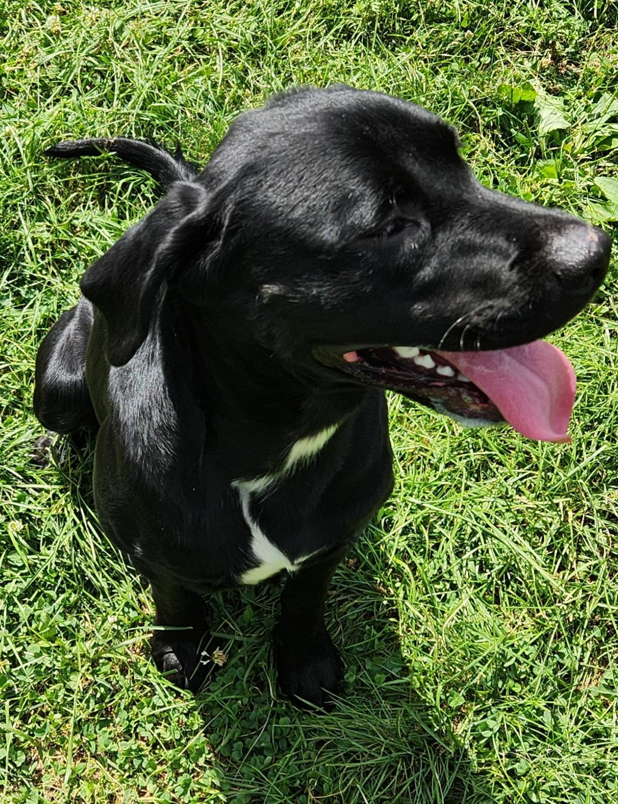 March, an adoptable Black Labrador Retriever in Cedar Rapids, IA image 3/5