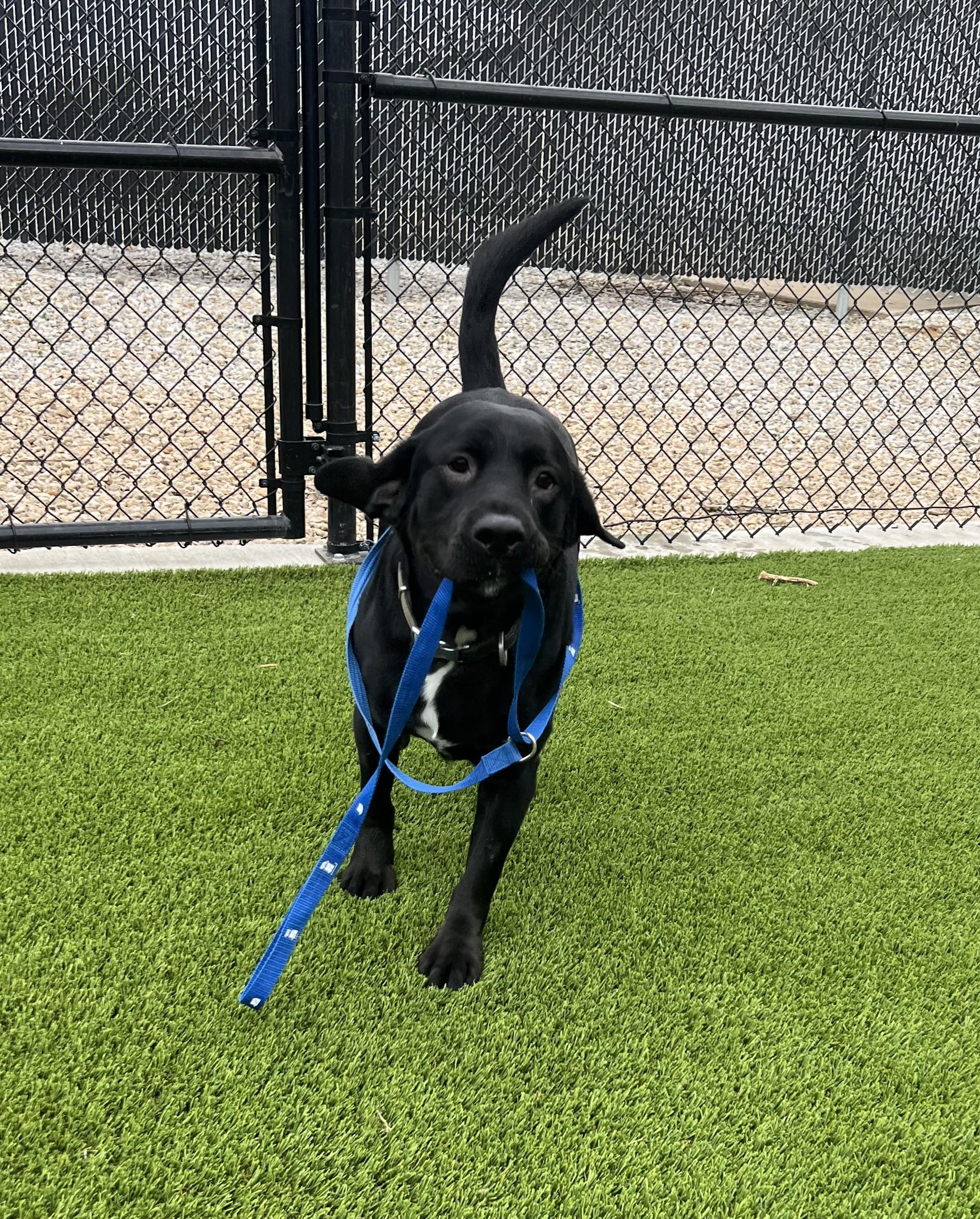 Enlarge March- Long Timer Special- Sponsored Adoption!, an adoptable Black Labrador Retriever in Cedar Rapids, IA image 4/6