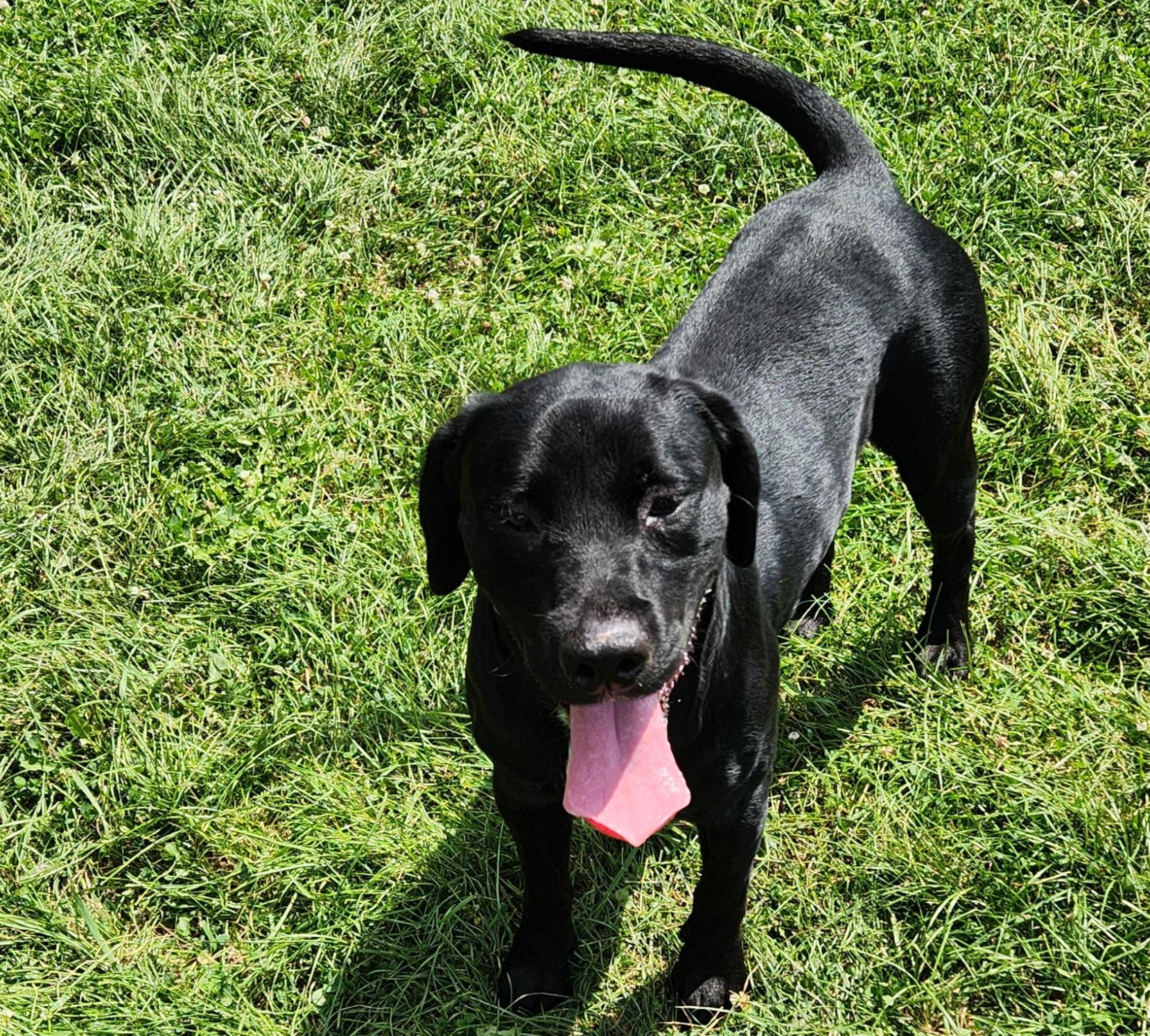 March, an adoptable Black Labrador Retriever in Cedar Rapids, IA image 4/5