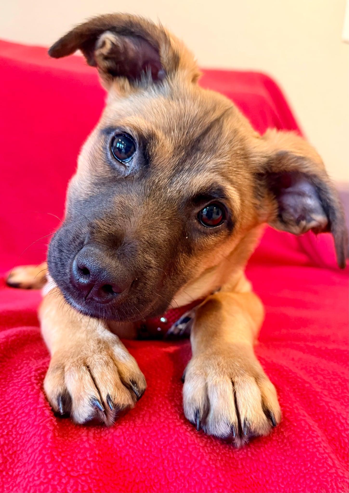 Jasmine, Adoptable, Young Female Fox Terrier & Mixed Breed.