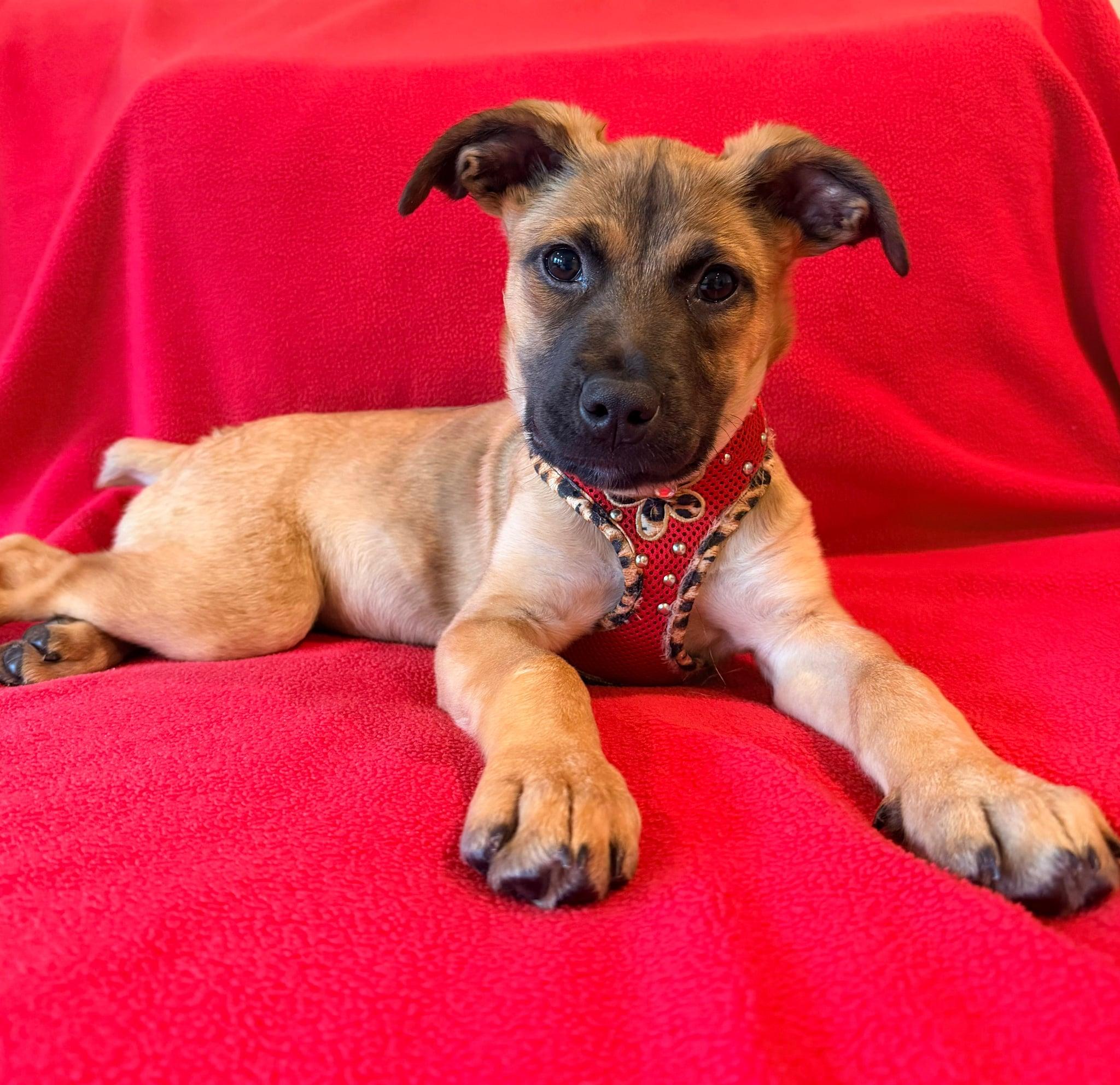 Enlarge Jasmine, a Adoptable mixed breed in Atlanta, GA image 2/2