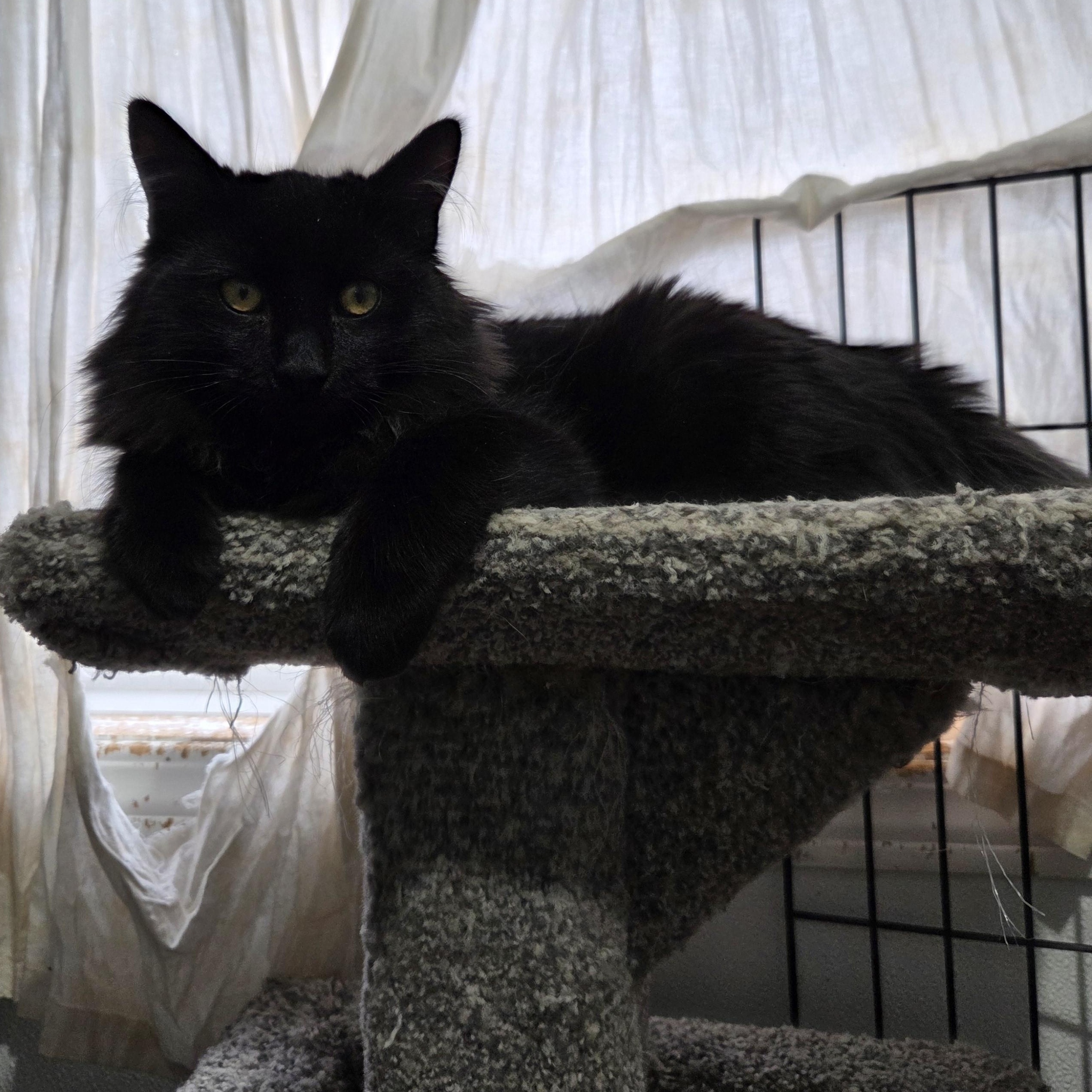 Enlarge Hercules, a Adoptable Domestic Medium Hair in Claresholm, AB image 1/1
