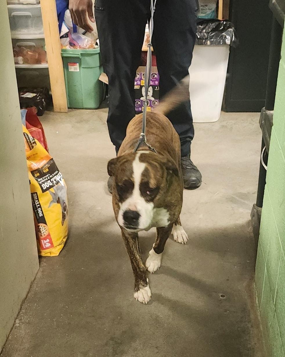 Enlarge Yokam, a ADOPTABLE Mixed Breed in North Myrtle Beach, SC image 4/5