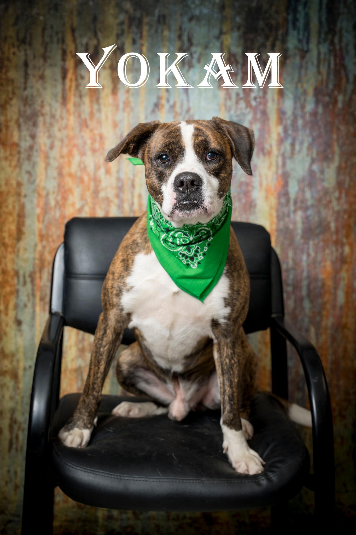 Yokam, ADOPTABLE, Adult Male Mixed Breed.