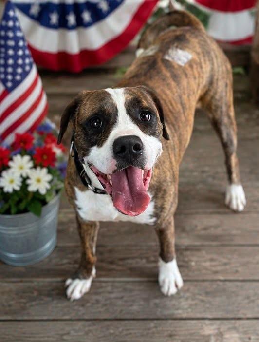 Yokam, an adoptable Mixed Breed in North Myrtle Beach, SC image 2/6