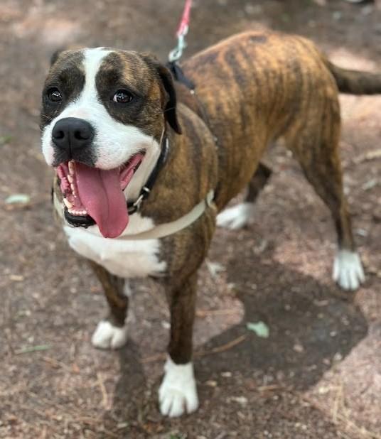 Enlarge Yokam, a ADOPTABLE Mixed Breed in North Myrtle Beach, SC image 2/5