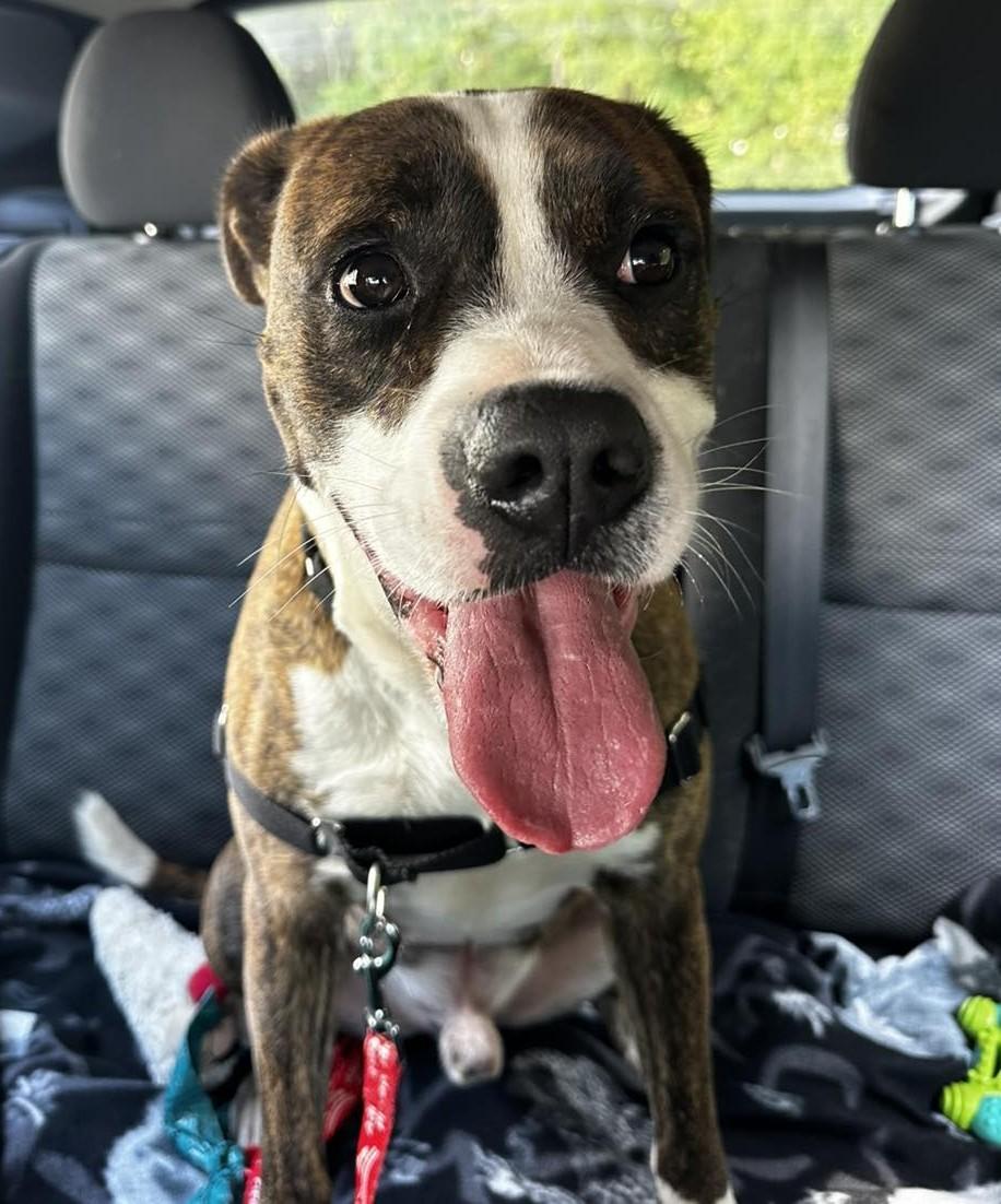 Enlarge Yokam, a ADOPTABLE Mixed Breed in North Myrtle Beach, SC image 5/5