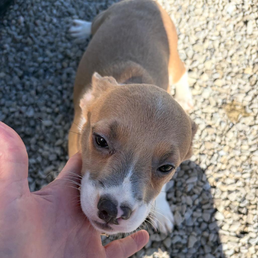 Snoot, Adoptable, Puppy Female Corgi & French Bulldog.
