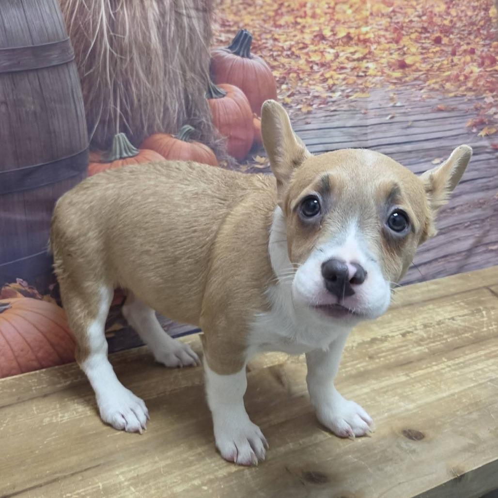 Enlarge Snoot, a Adoptable mixed breed in Normal, IL image 2/2