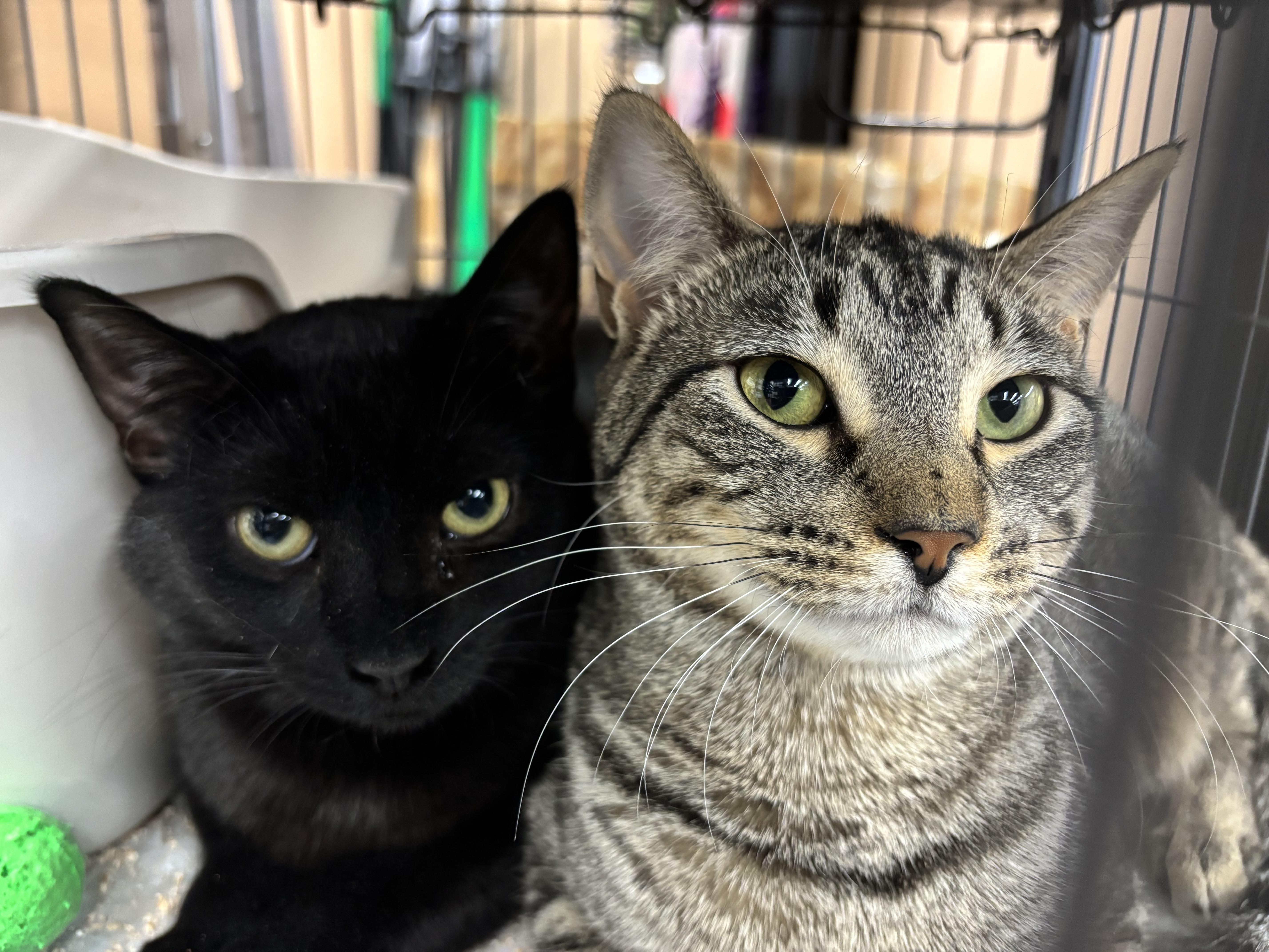 Enlarge Pooky, a Adoptable mixed breed in Fredericton, NB image 5/6