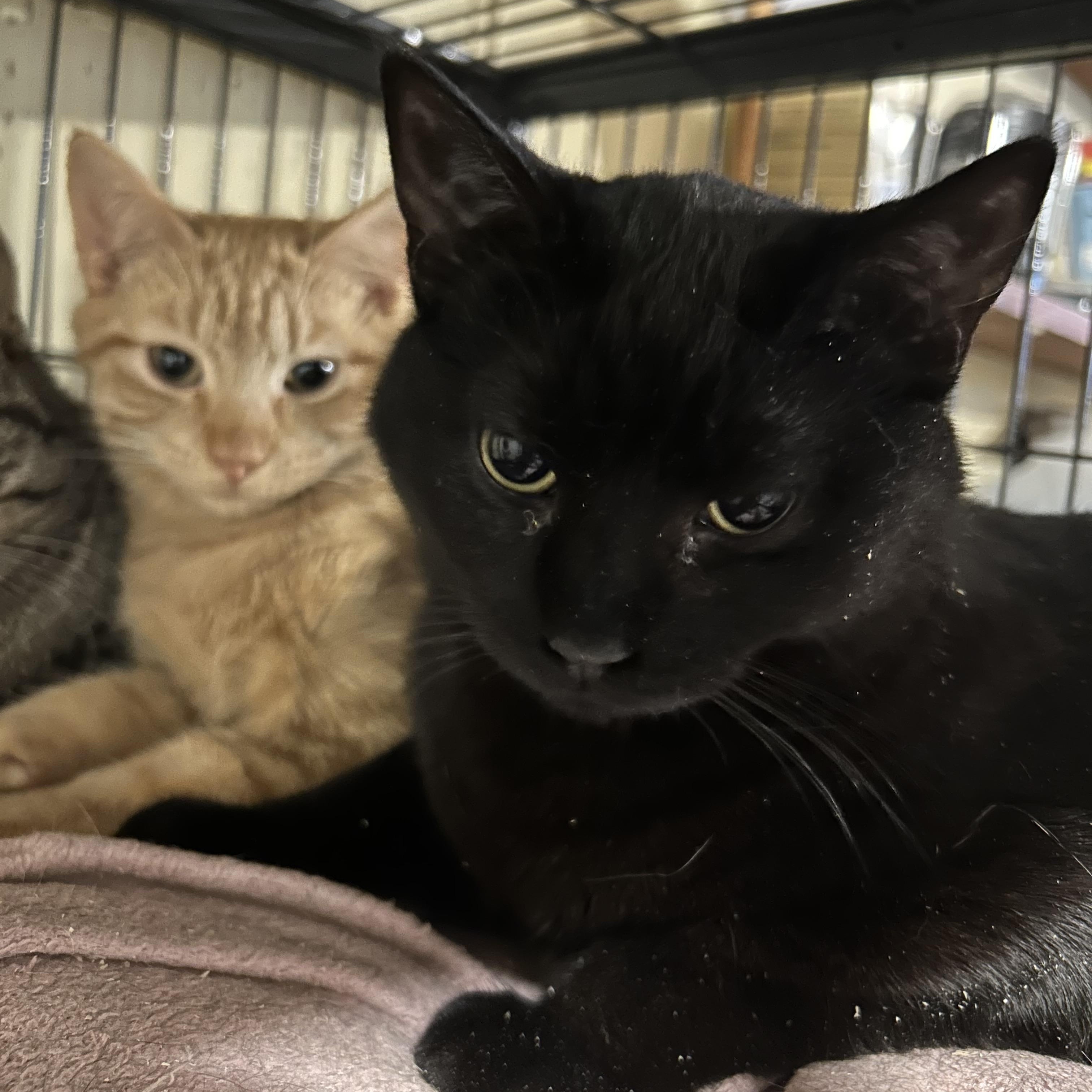 Enlarge Pooky, a Adoptable mixed breed in Fredericton, NB image 6/6