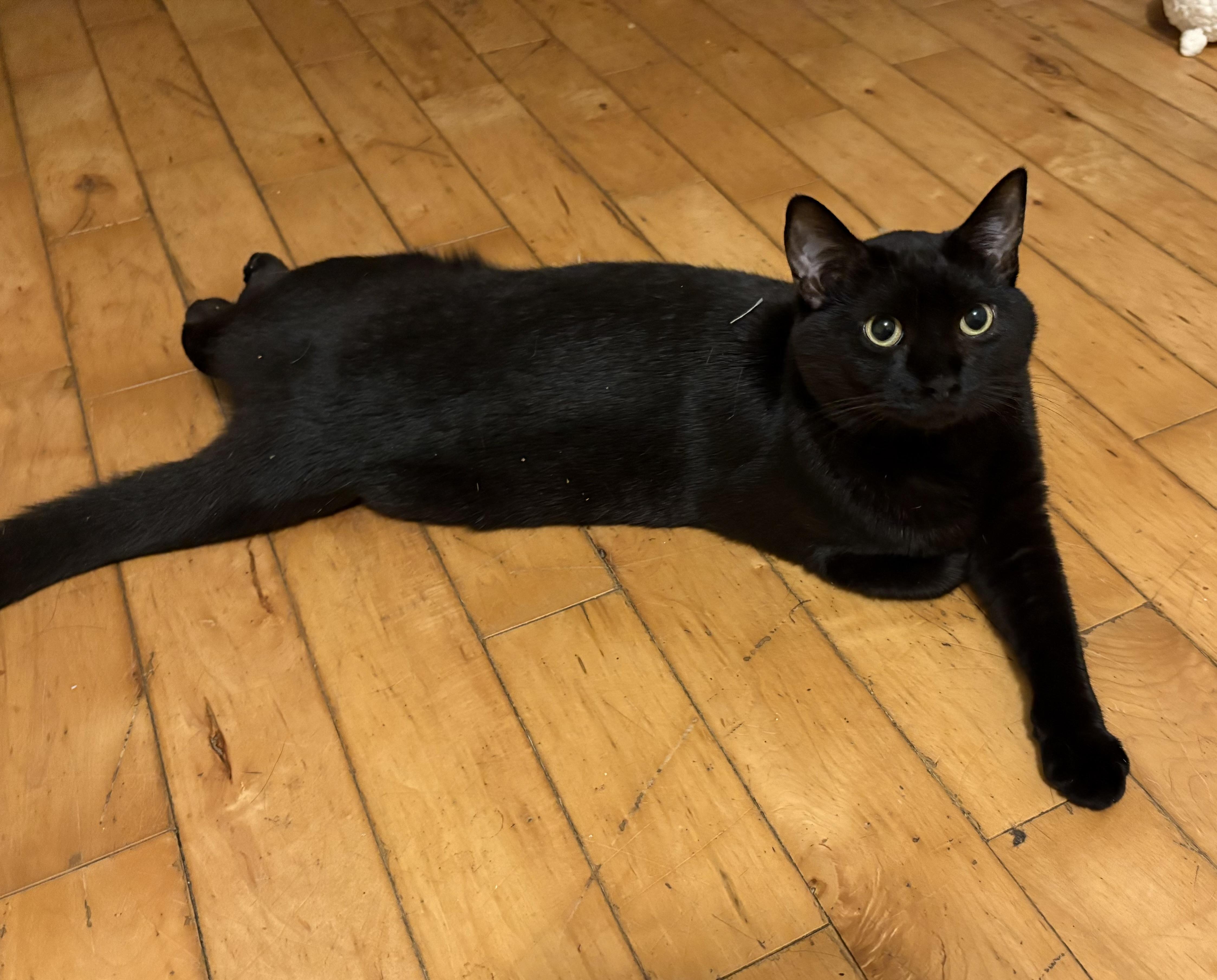 Enlarge Pooky, a Adoptable mixed breed in Fredericton, NB image 2/6