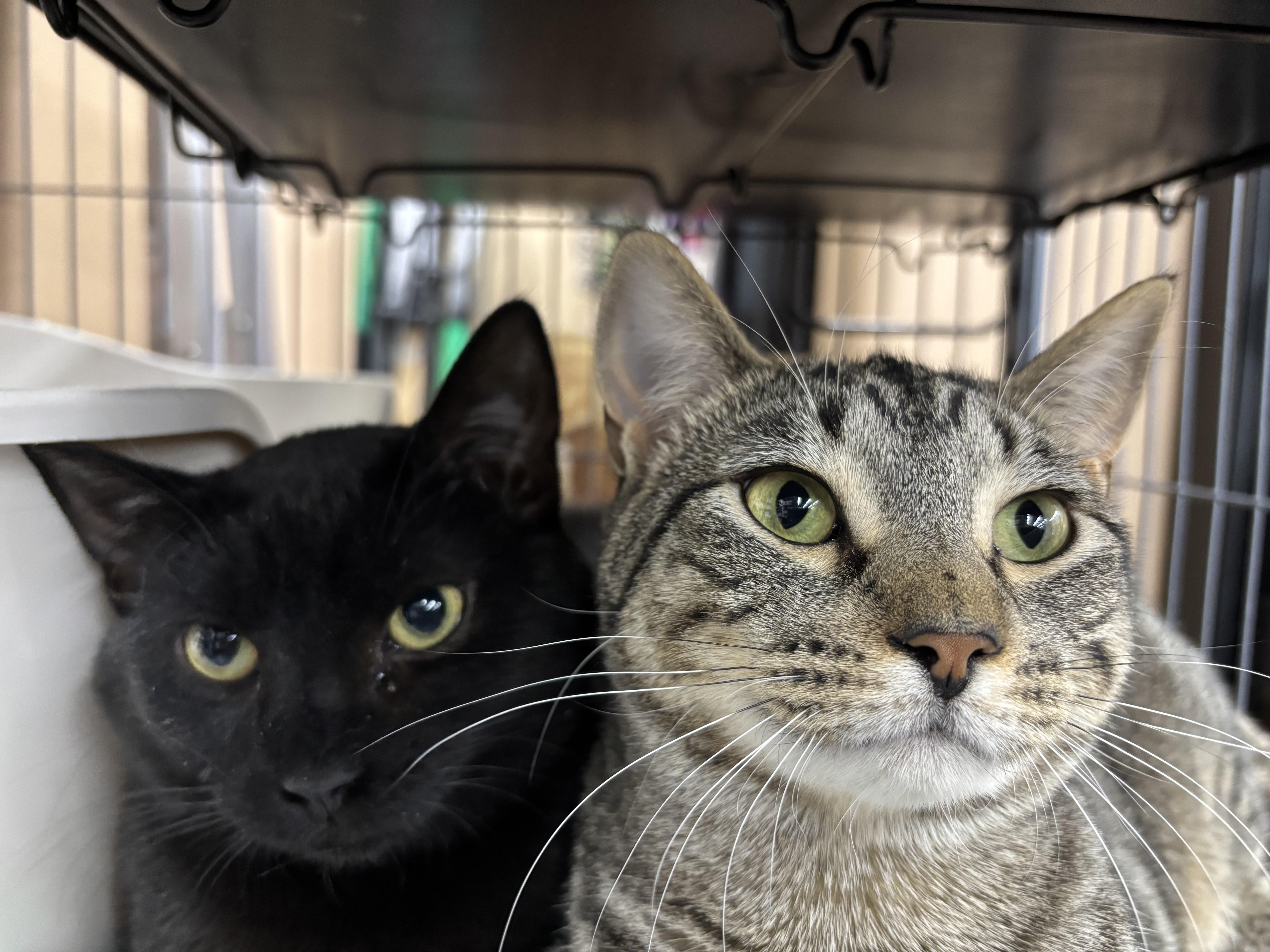 Pooky, an adoptable Domestic Short Hair in Fredericton, NB, E3B 1K8 | Photo Image 2