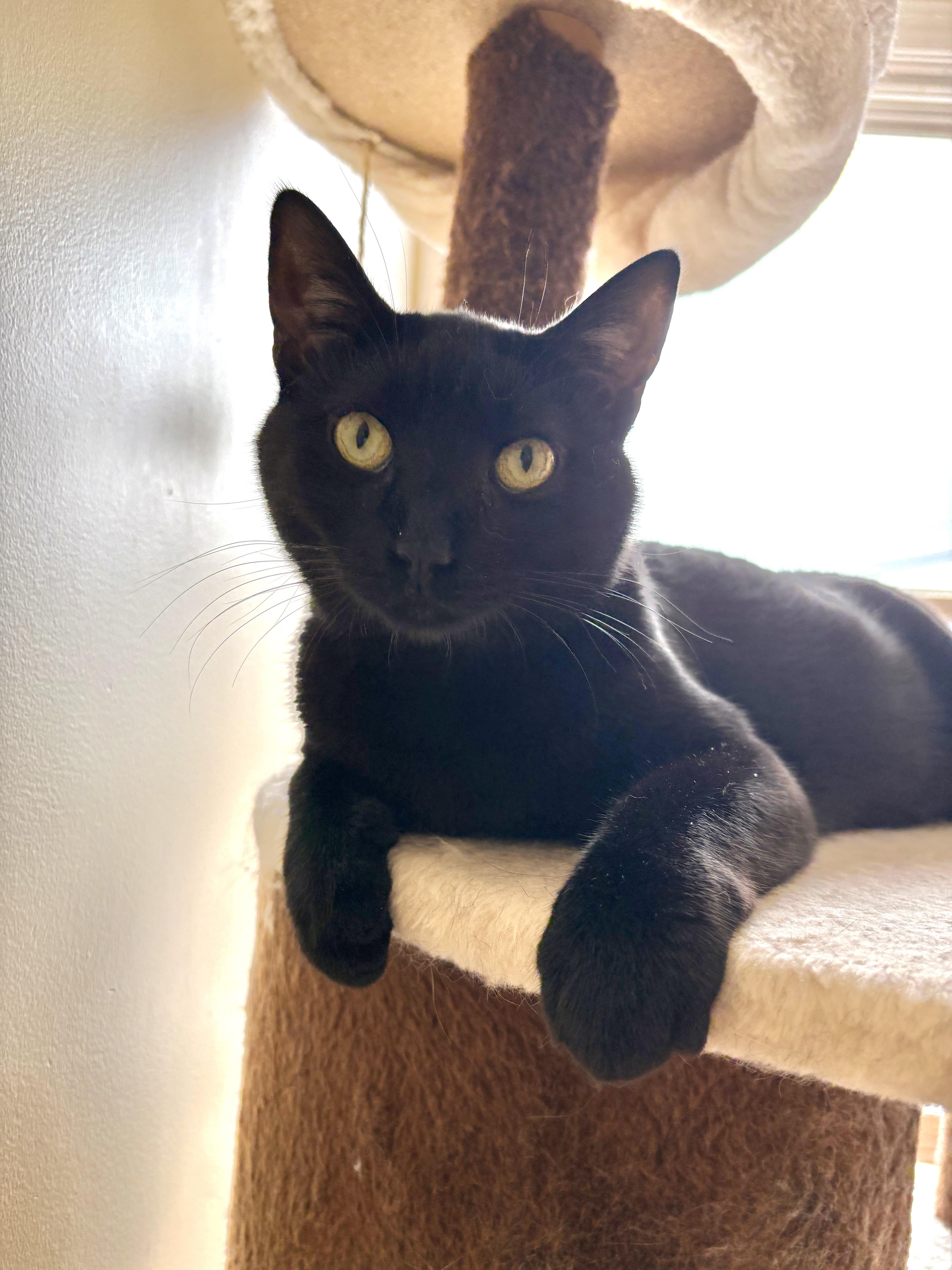 Pooky, Adoptable, Adult Female Domestic Short Hair.