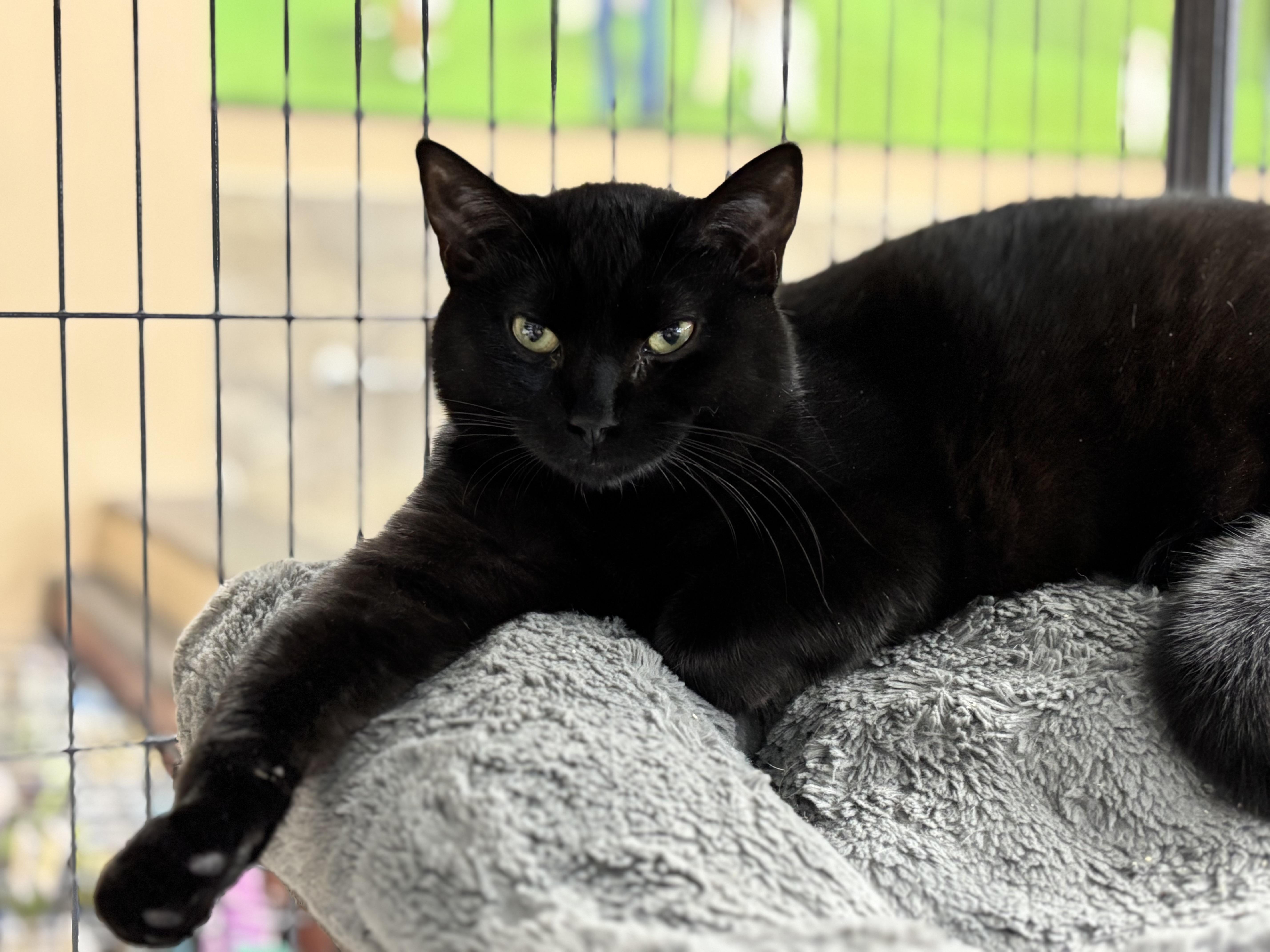 Enlarge Pooky, a Adoptable mixed breed in Fredericton, NB image 4/6