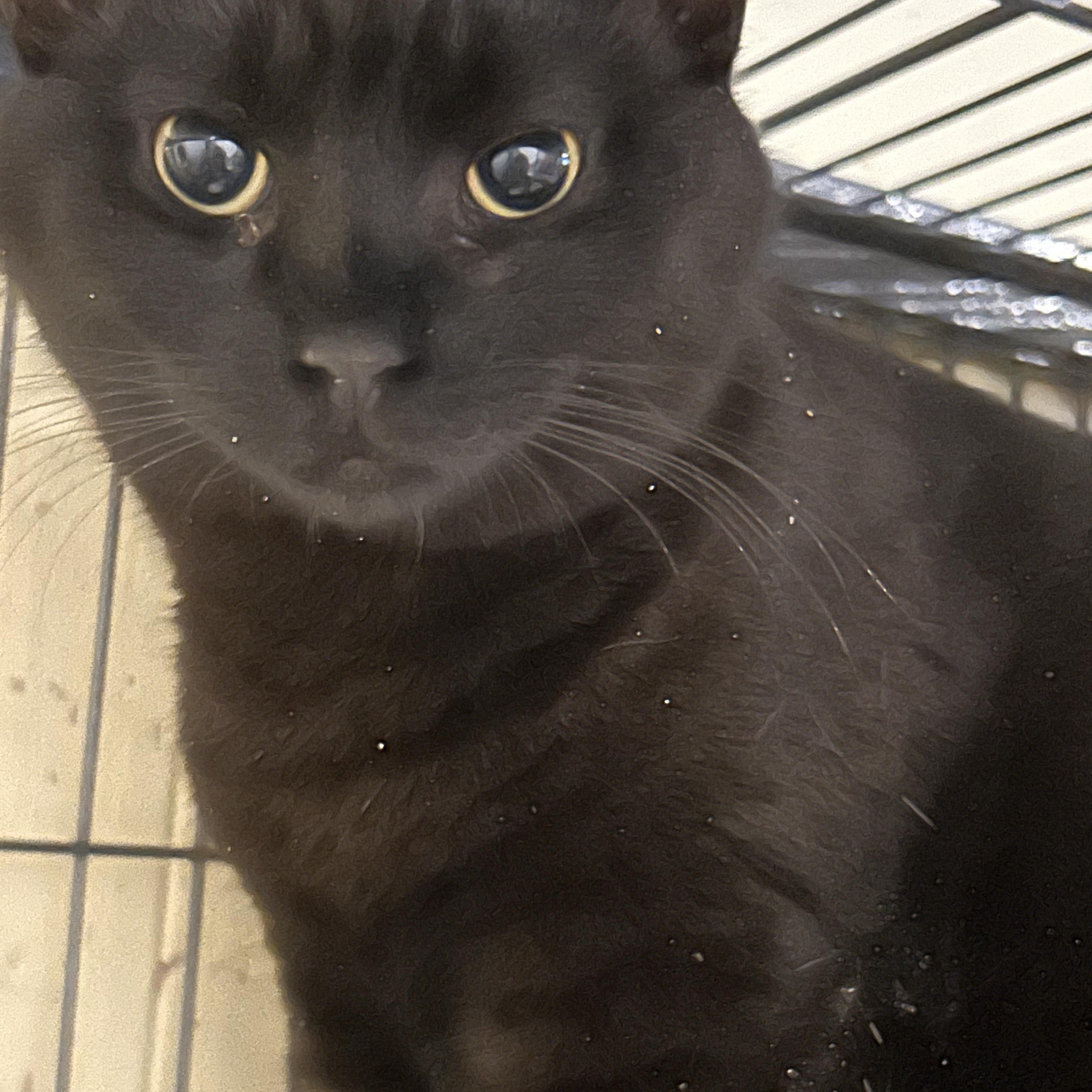 Pooky, an adoptable Domestic Short Hair in Fredericton, NB, E3B 1K8 | Photo Image 5