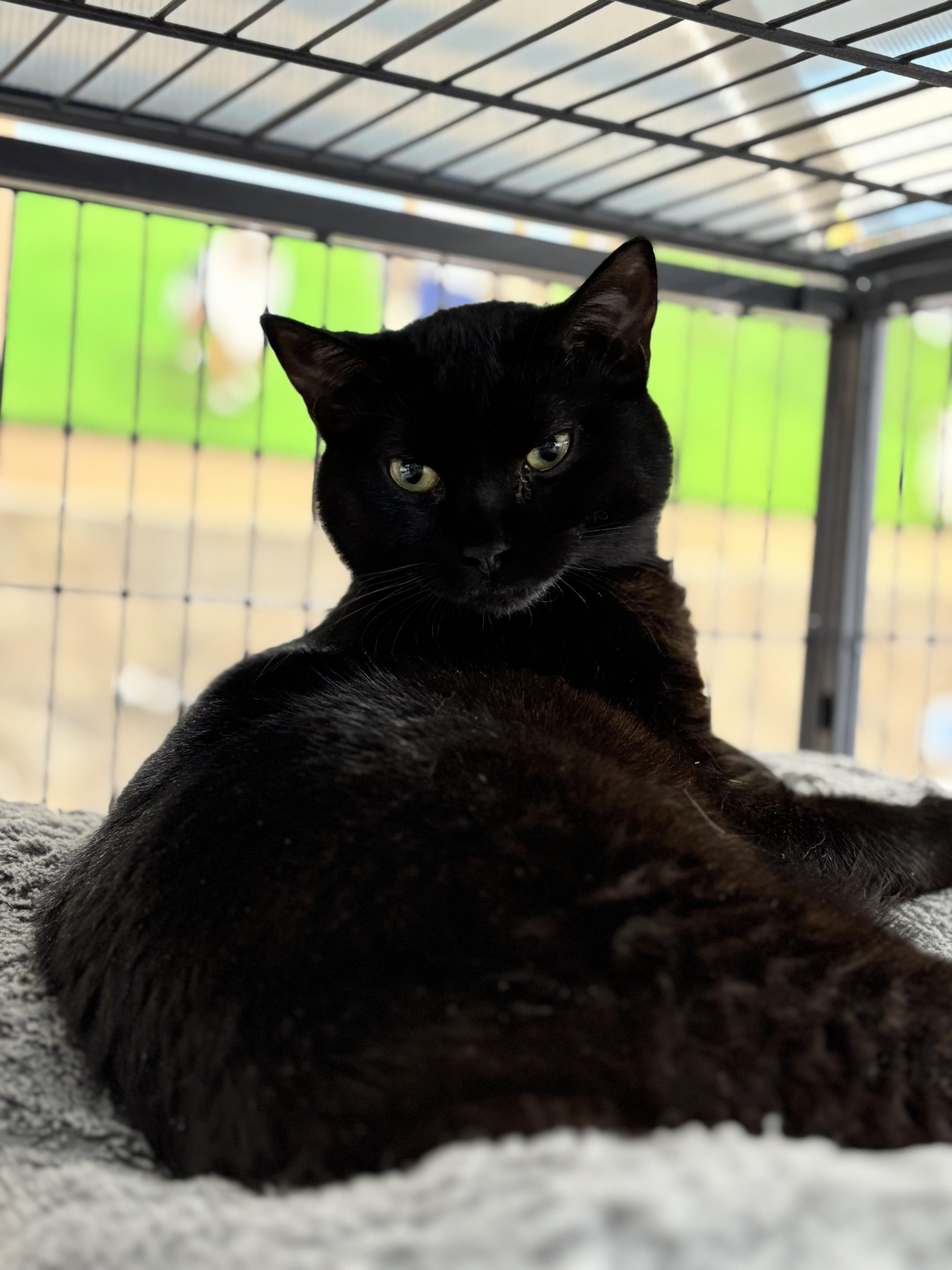 Enlarge Pooky, a Adoptable mixed breed in Fredericton, NB image 3/6