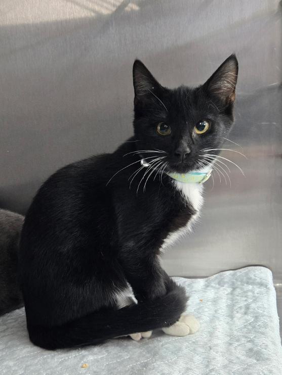 Priscilla, ADOPTABLE, Young Female Domestic Short Hair.