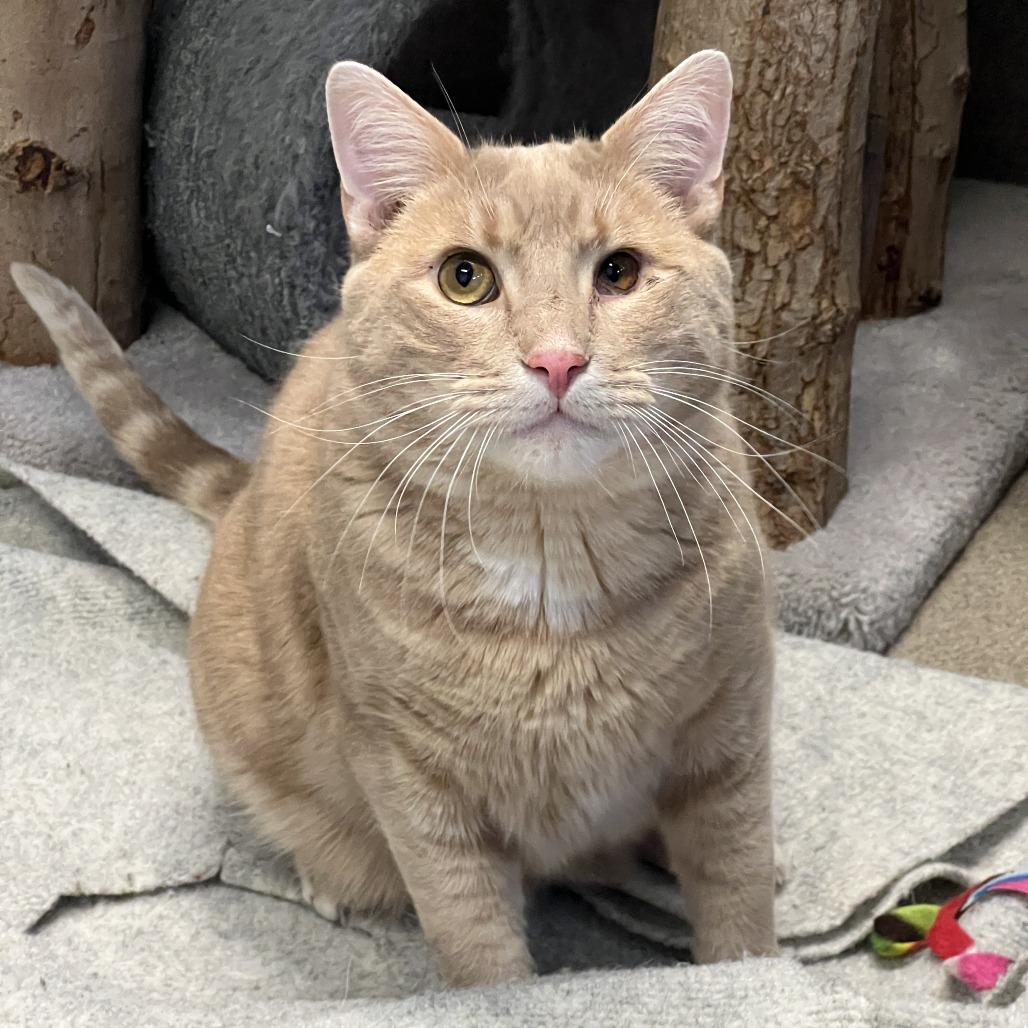 Finn, Adoptable, Adult Male Domestic Short Hair.