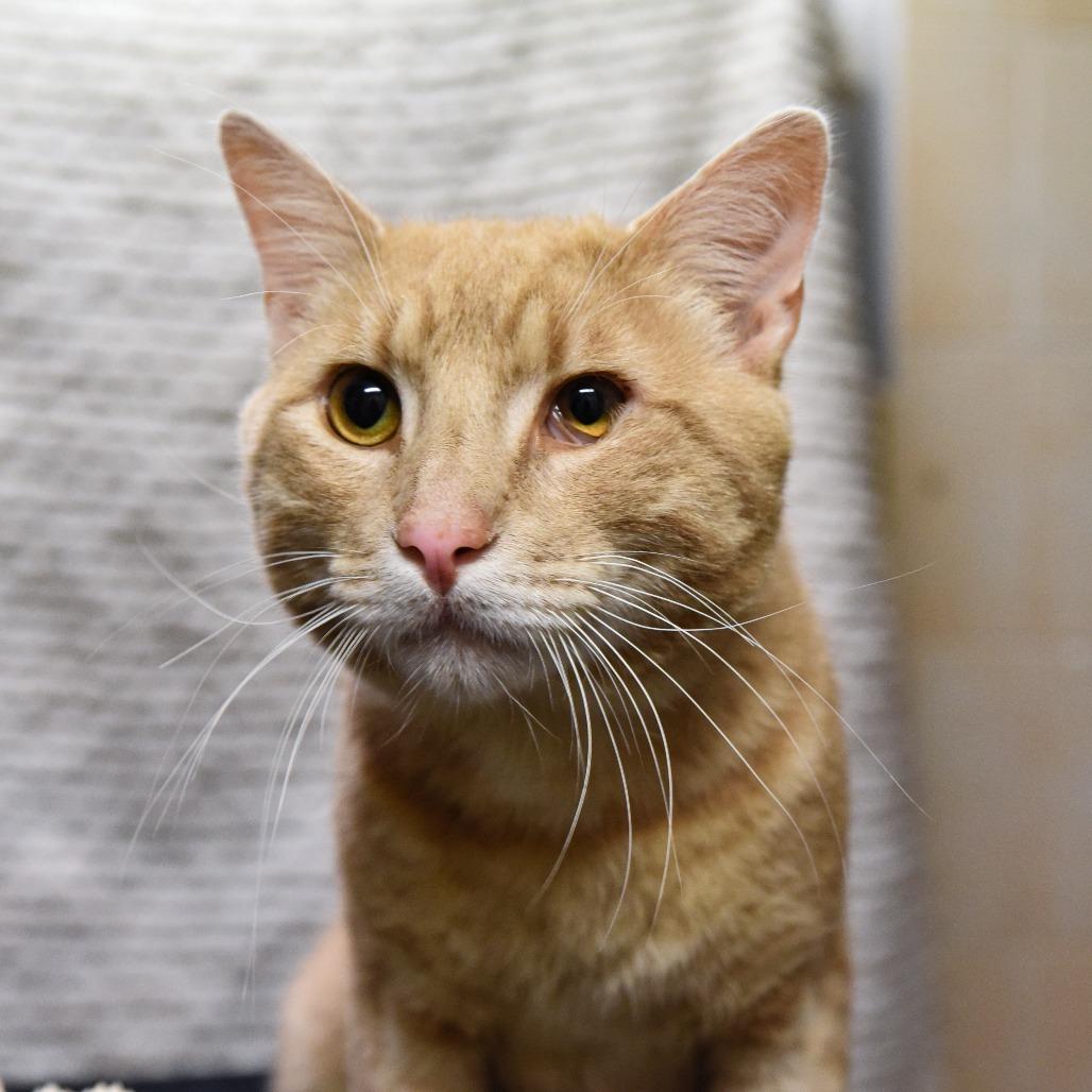 Finn, a Adoptable Domestic Short Hair image 1/5