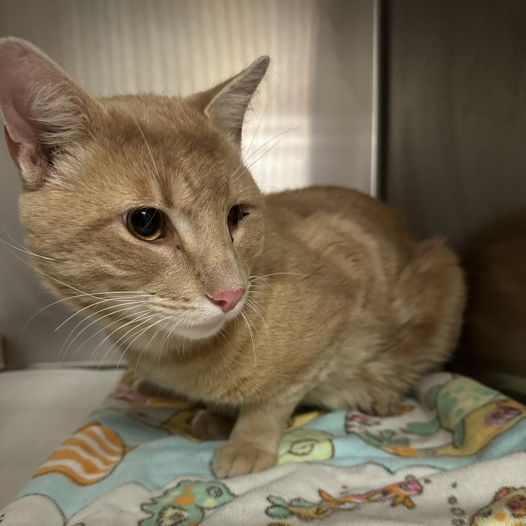 Finn, a Adoptable Domestic Short Hair image 2/5