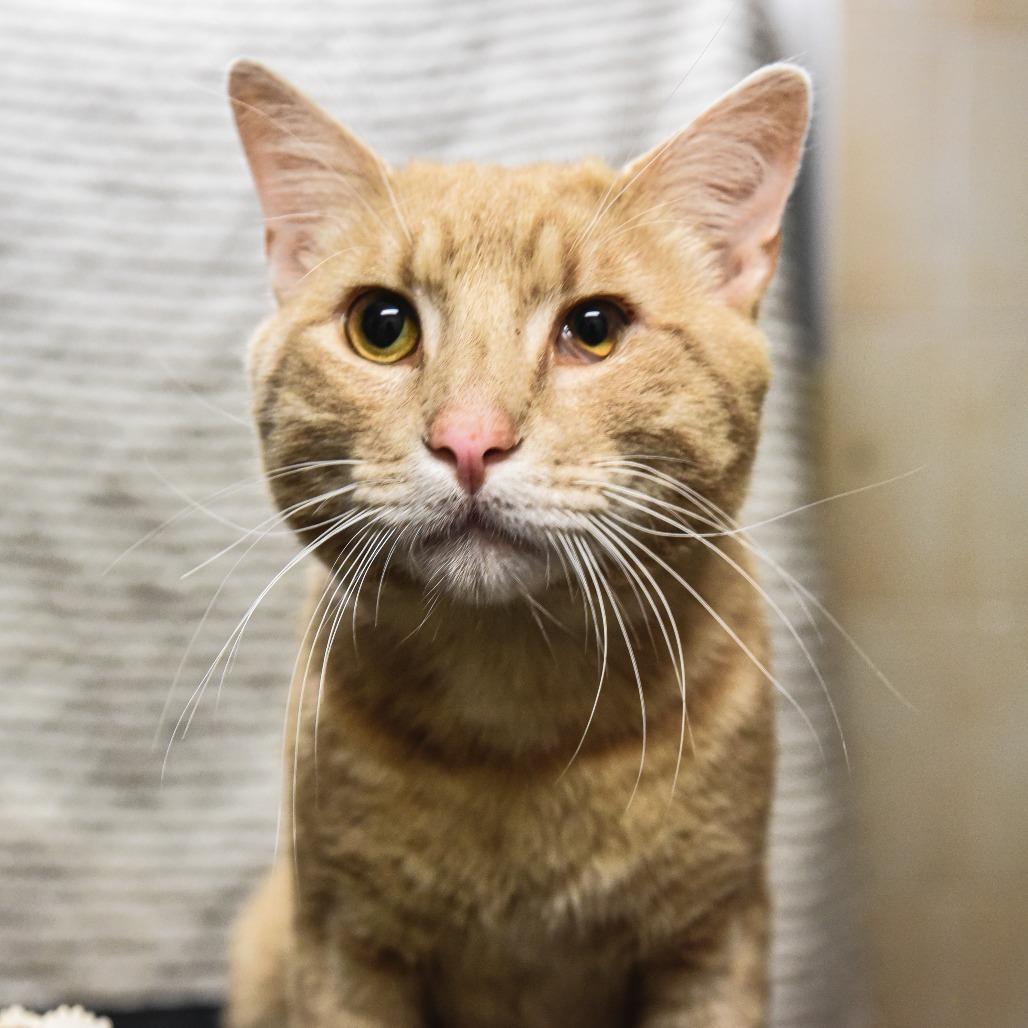 Finn, a Adoptable Domestic Short Hair image 3/5