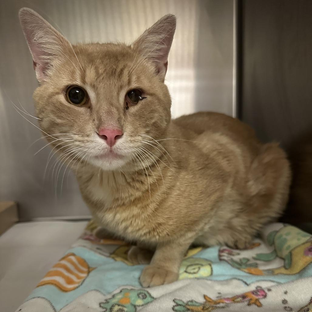 Finn, a Adoptable Domestic Short Hair image 4/5