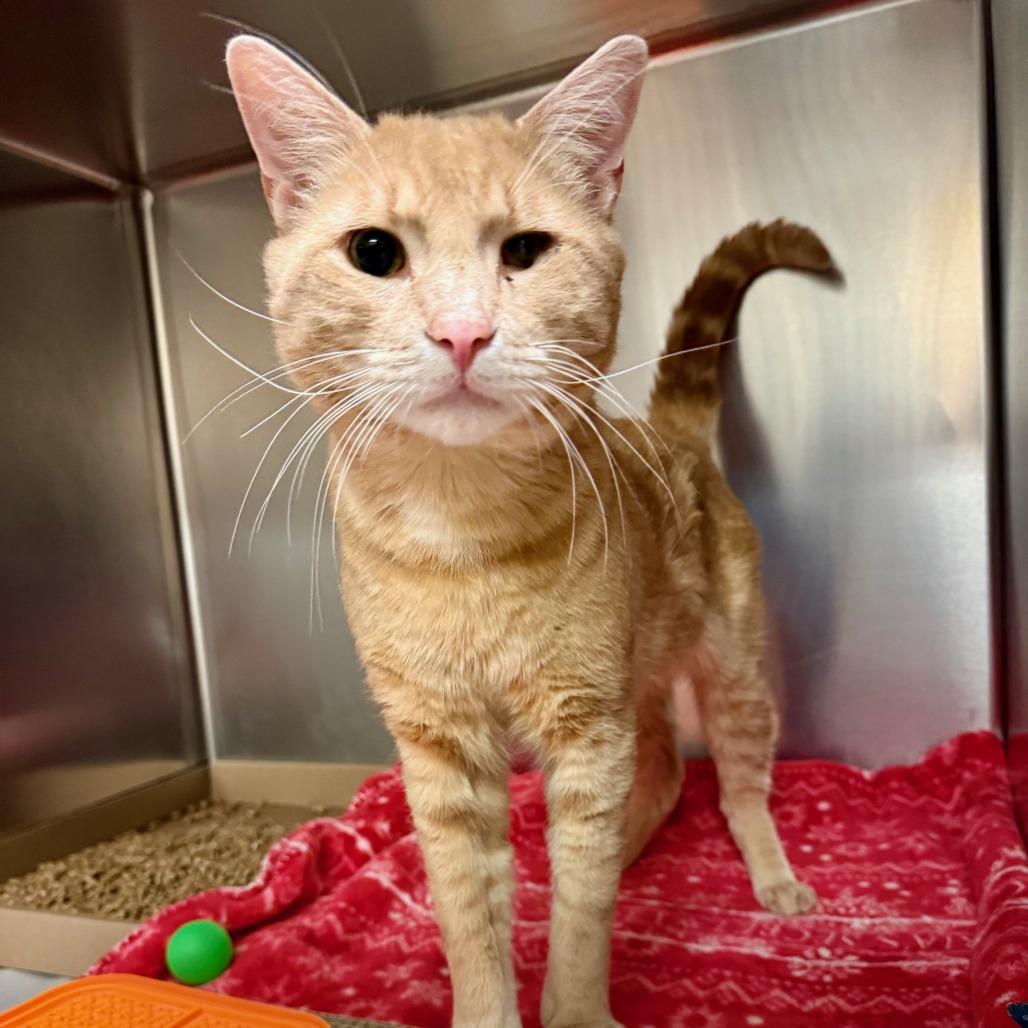 Finn, a Adoptable Domestic Short Hair image 5/5