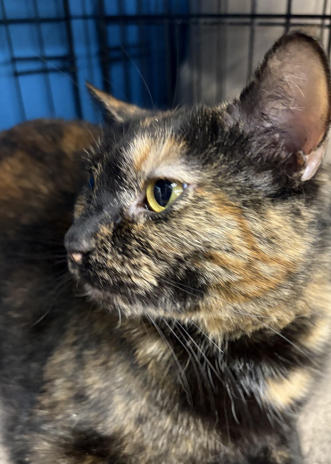 Enlarge Jinx, an adopted Domestic Short Hair in Louisville, KY image 2/2