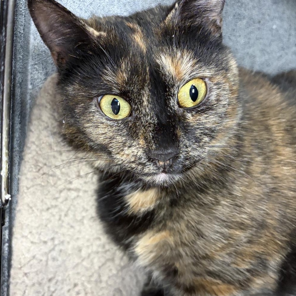 Jinx, adopted, Adult Female Domestic Short Hair.