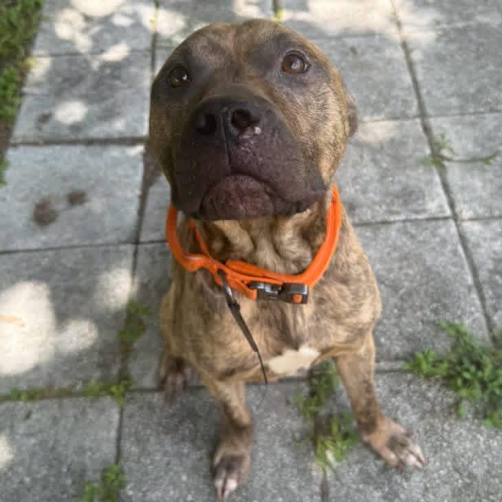 Enlarge Zero, a Adoptable mixed breed in Deltona, FL image 6/6