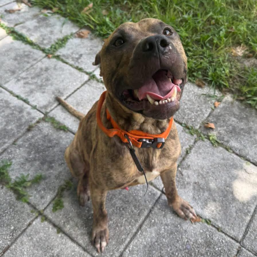Enlarge Zero, a Adoptable mixed breed in Deltona, FL image 4/6