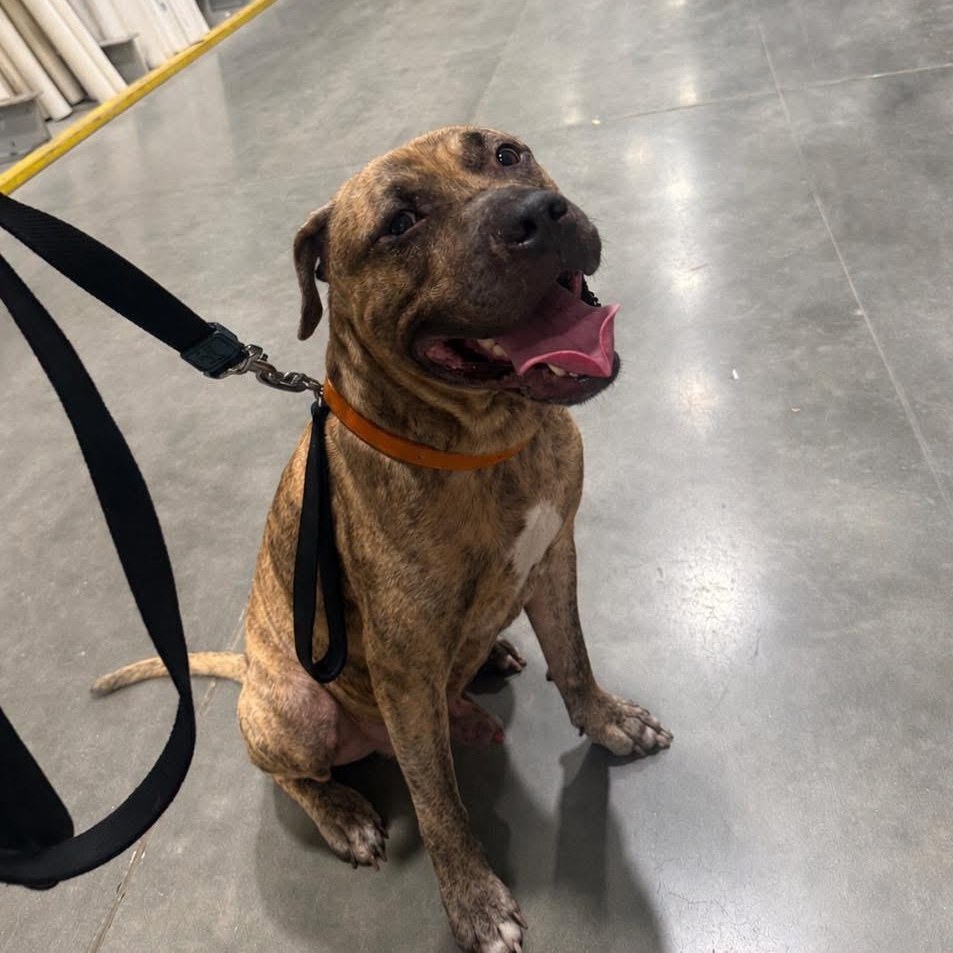 Enlarge Zero, a Adoptable mixed breed in Deltona, FL image 5/6