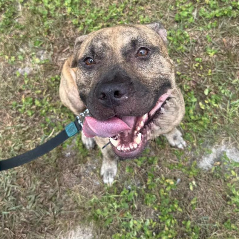 Zero, Adoptable, Adult Male American Staffordshire Terrier & Cane Corso.