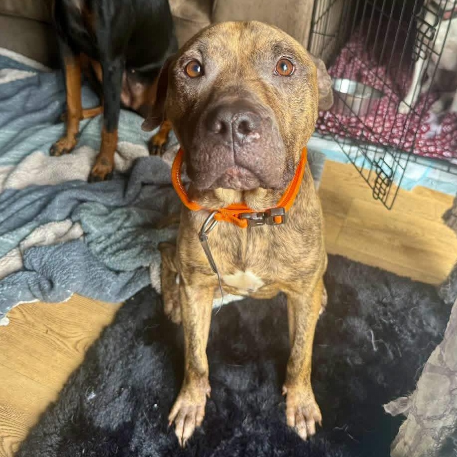 Enlarge Zero, a Adoptable mixed breed in Deltona, FL image 2/6