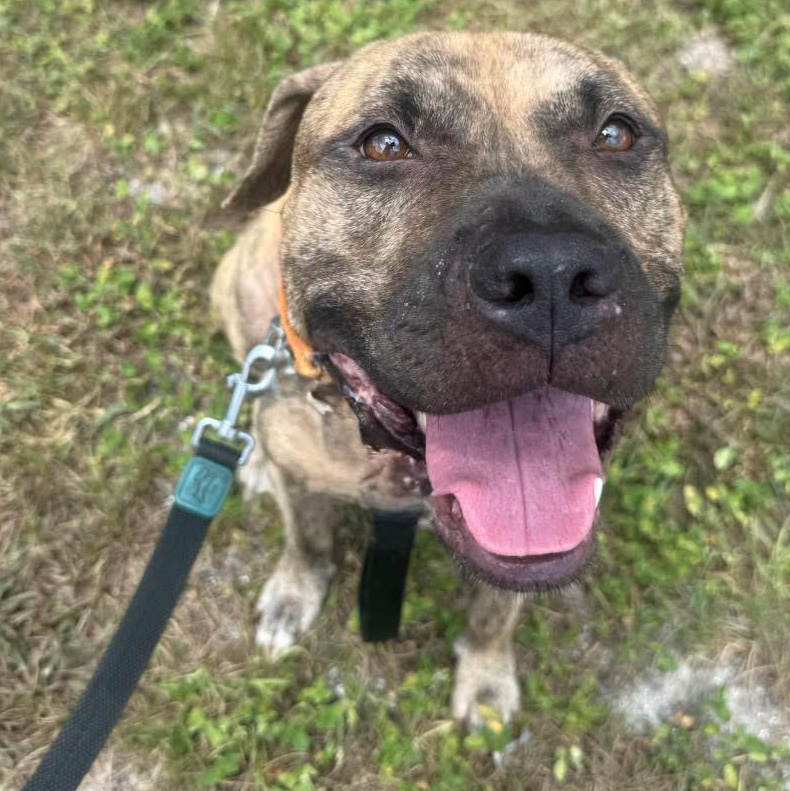 Enlarge Zero, a Adoptable mixed breed in Deltona, FL image 3/6