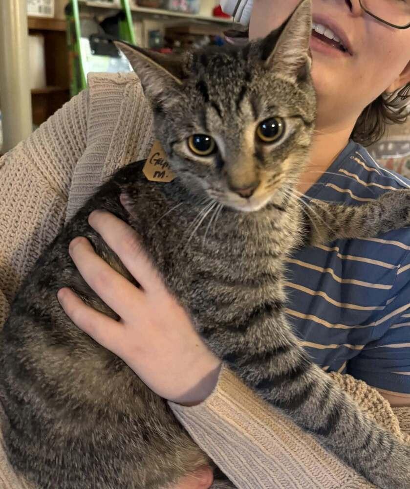 Enlarge Gumby, a Adoptable mixed breed in Lewisburg, PA image 2/5
