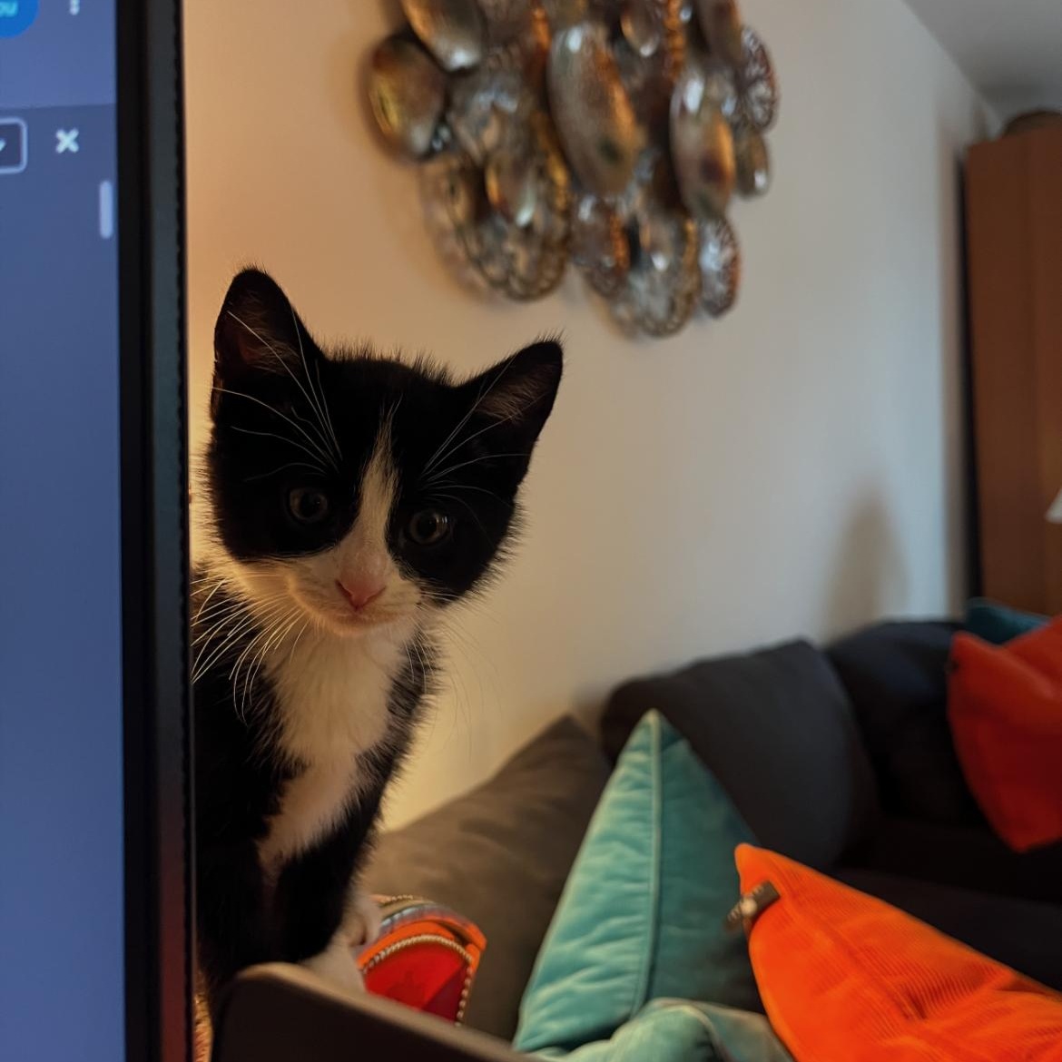 Zorro, ADOPTABLE, Young Male Domestic Short Hair.