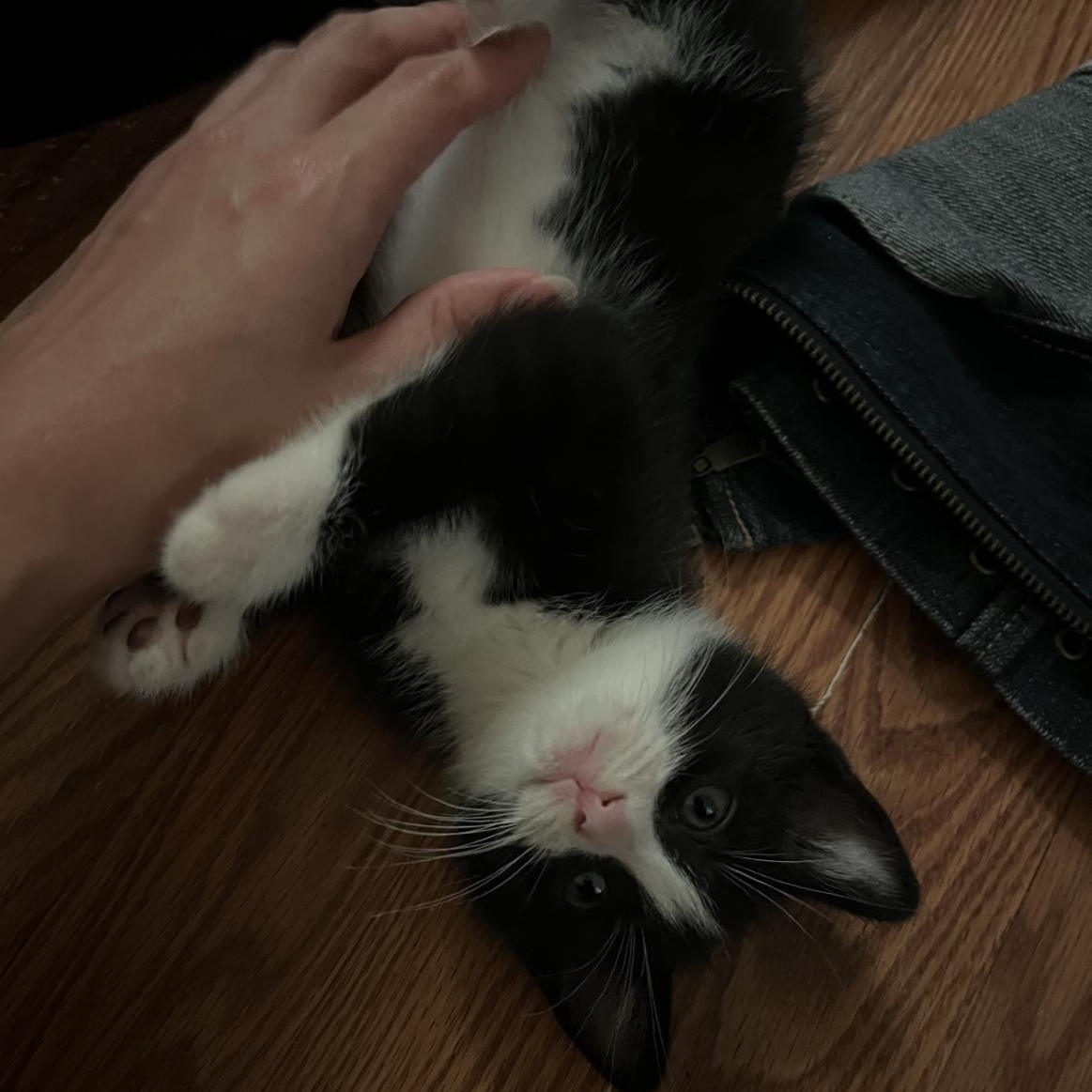 Zorro, a ADOPTABLE Domestic Short Hair in Bordentown, NJ image 6/6
