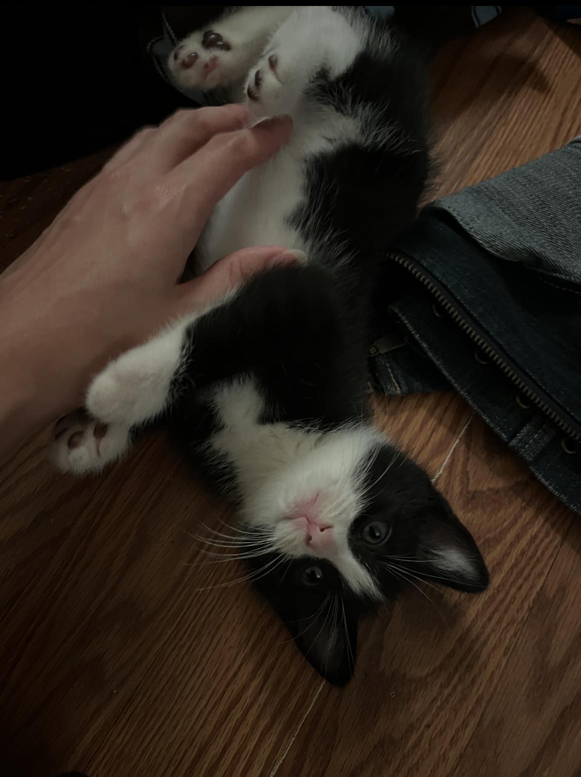 Enlarge Zoro, a ADOPTABLE Domestic Short Hair in Bordentown, NJ image 6/6