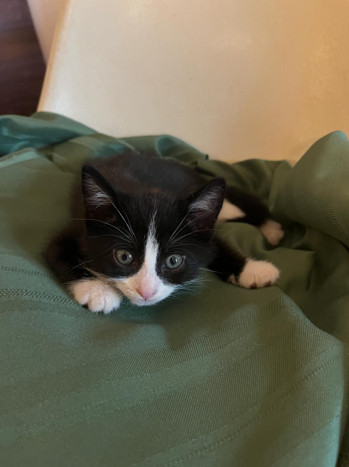 Enlarge Zoro, a ADOPTABLE Domestic Short Hair in Bordentown, NJ image 4/6