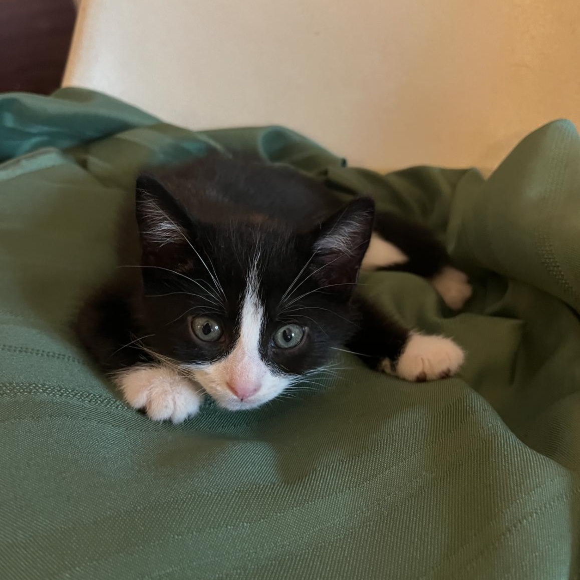 Zorro, a ADOPTABLE Domestic Short Hair in Bordentown, NJ image 5/6