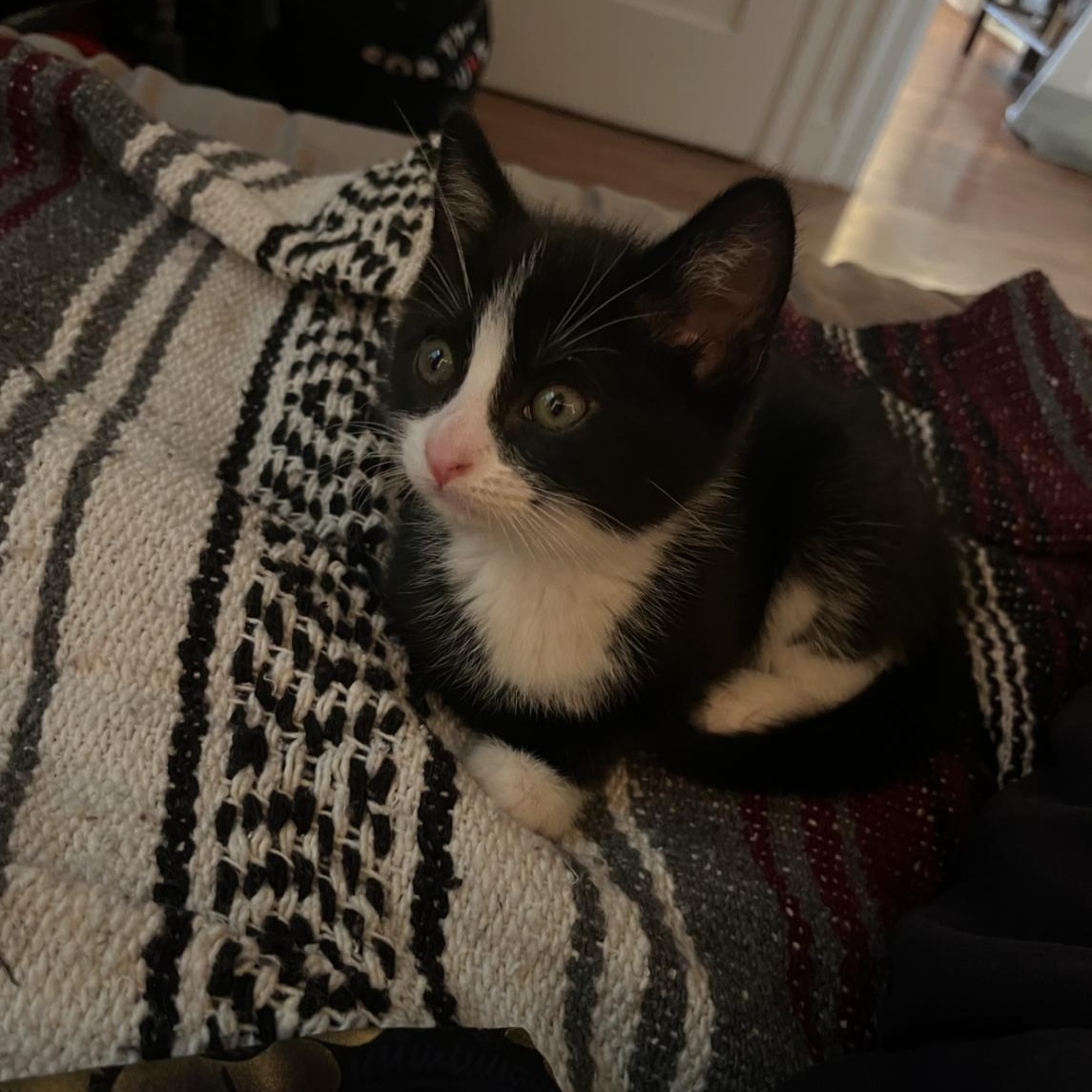 Zorro, a ADOPTABLE Domestic Short Hair in Bordentown, NJ image 4/6