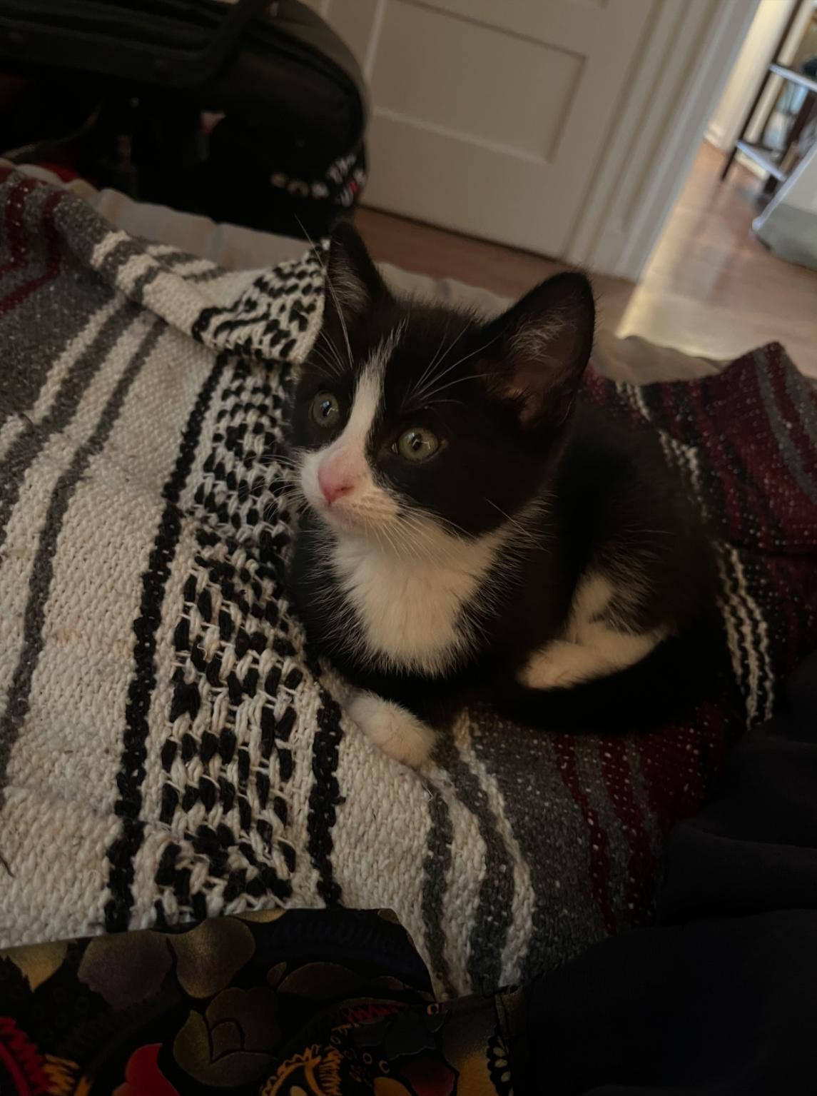 Enlarge Zoro, a ADOPTABLE Domestic Short Hair in Bordentown, NJ image 3/6