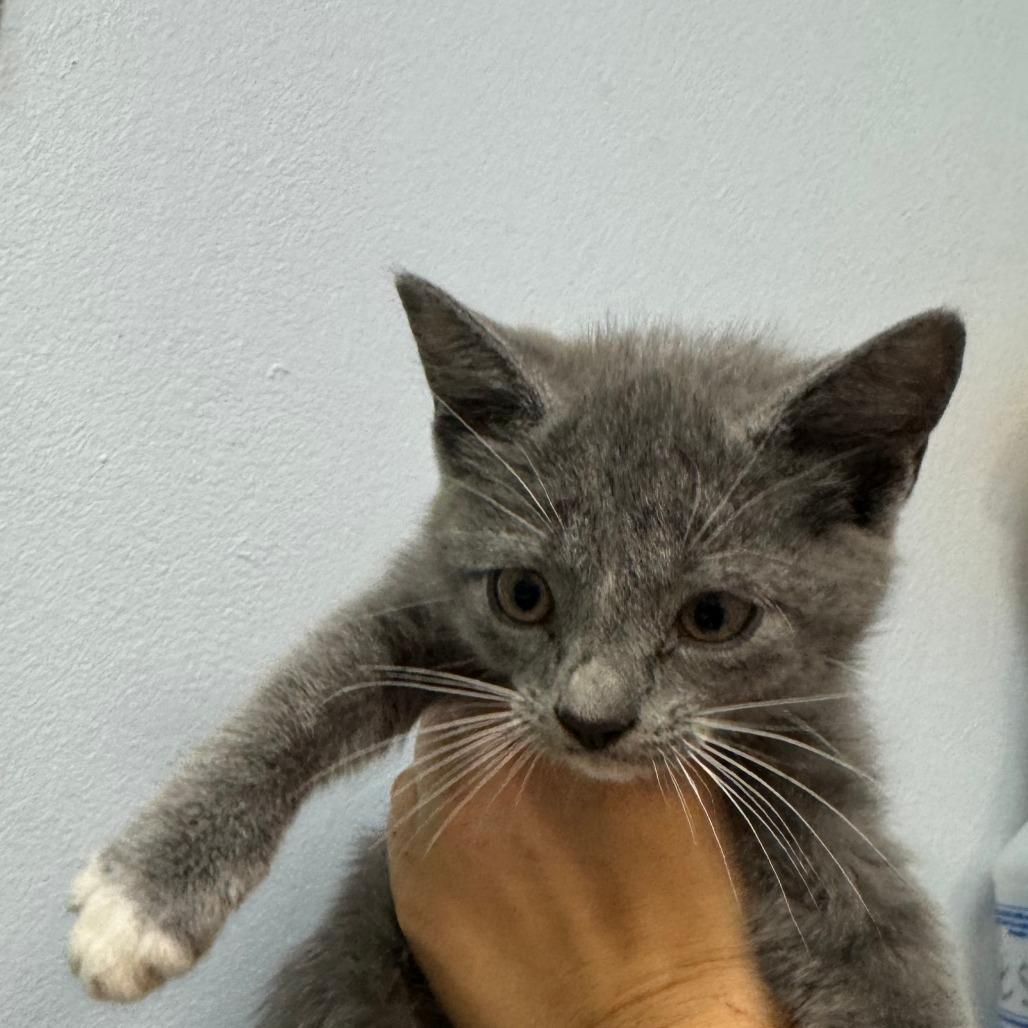 Enlarge Wawa, a Adoptable Domestic Short Hair in Port Charlotte, FL image 1/1